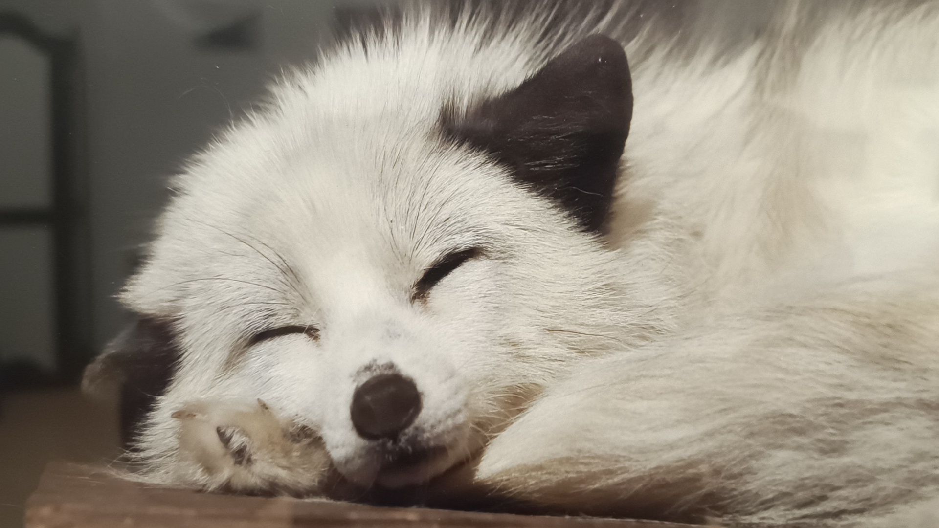 фотография, выставка, лобня,