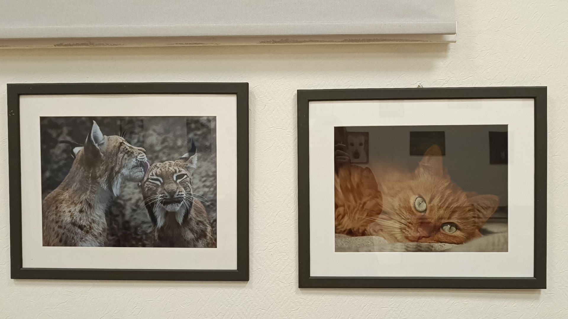 фотография, выставка, лобня,