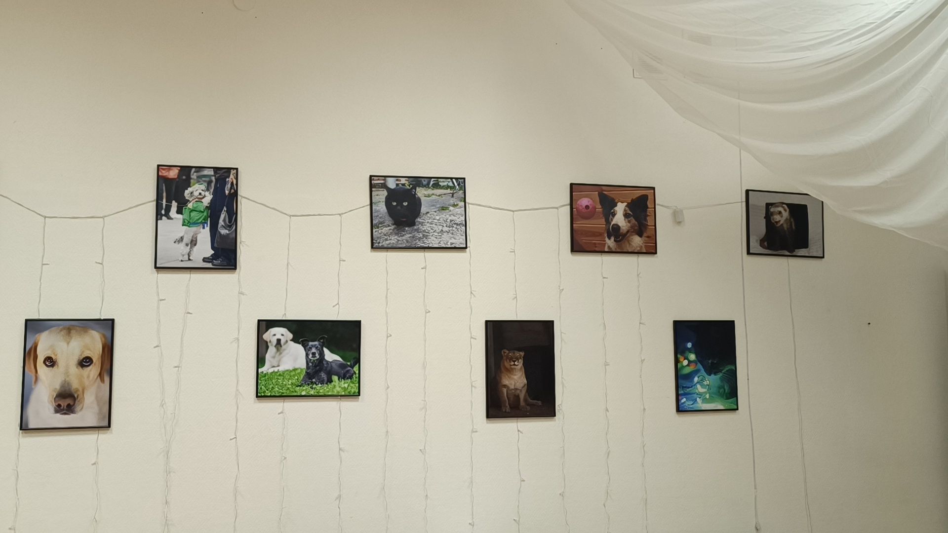 фотография, выставка, лобня,