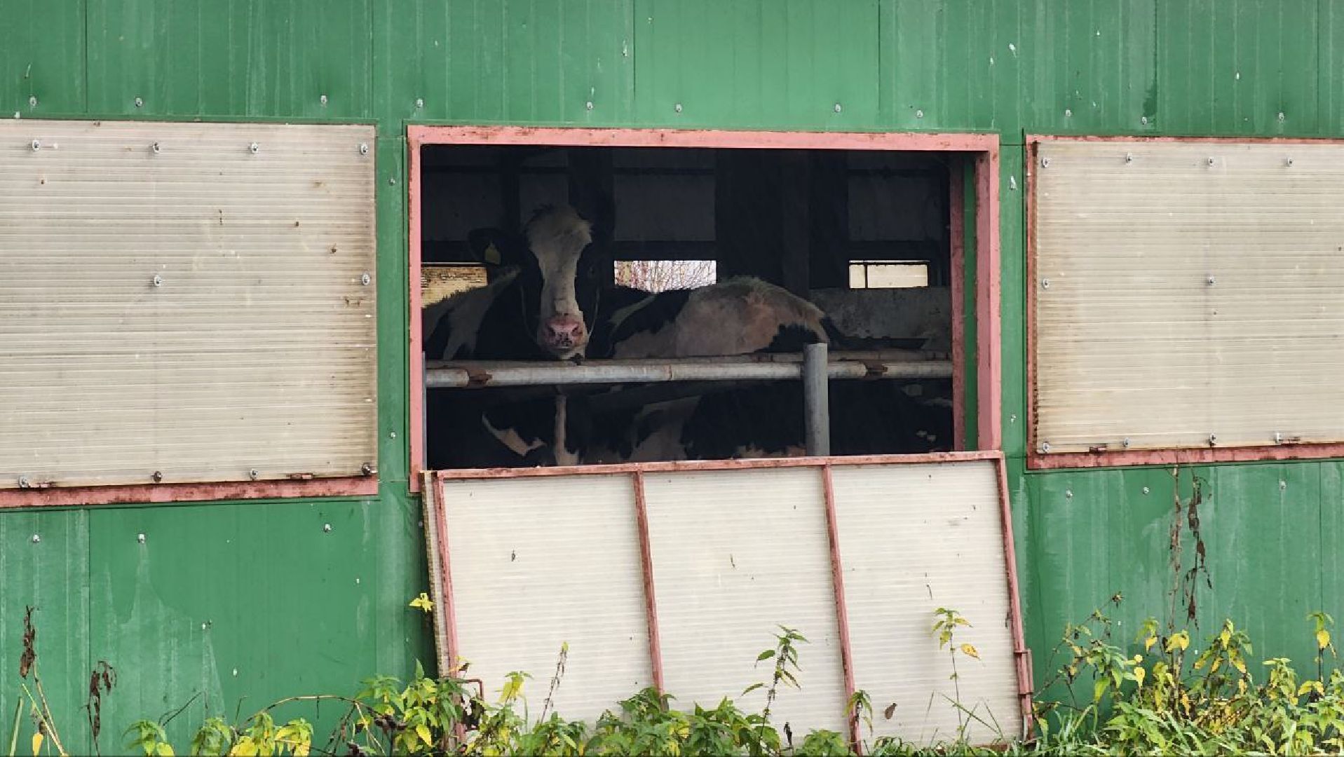 Дмитров, Агрофирма Дубна Плюс, Система Хорриот, Госветстанция, Минсельхоз,