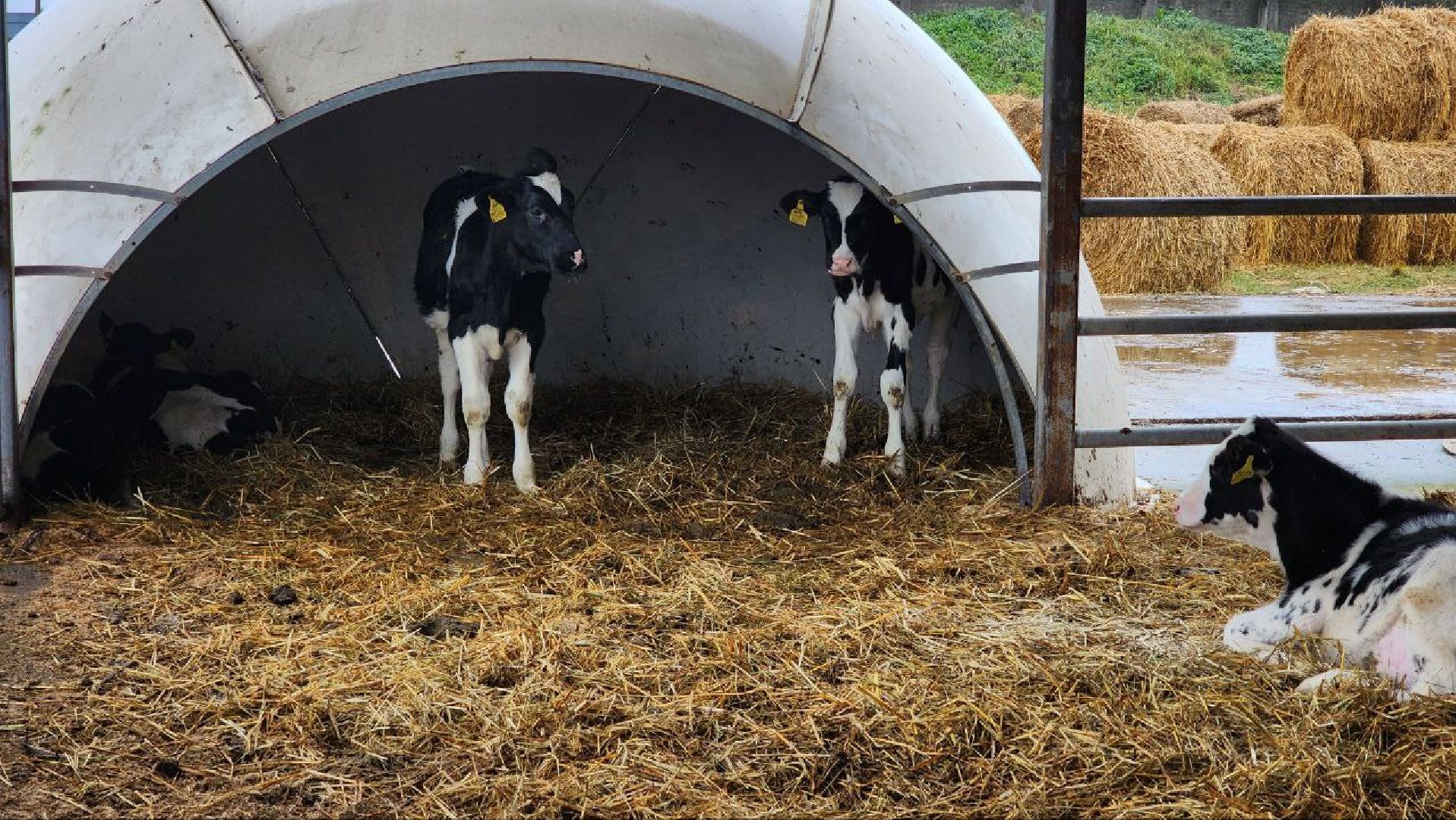 Дмитров, Агрофирма Дубна Плюс, Система Хорриот, Госветстанция, Минсельхоз,