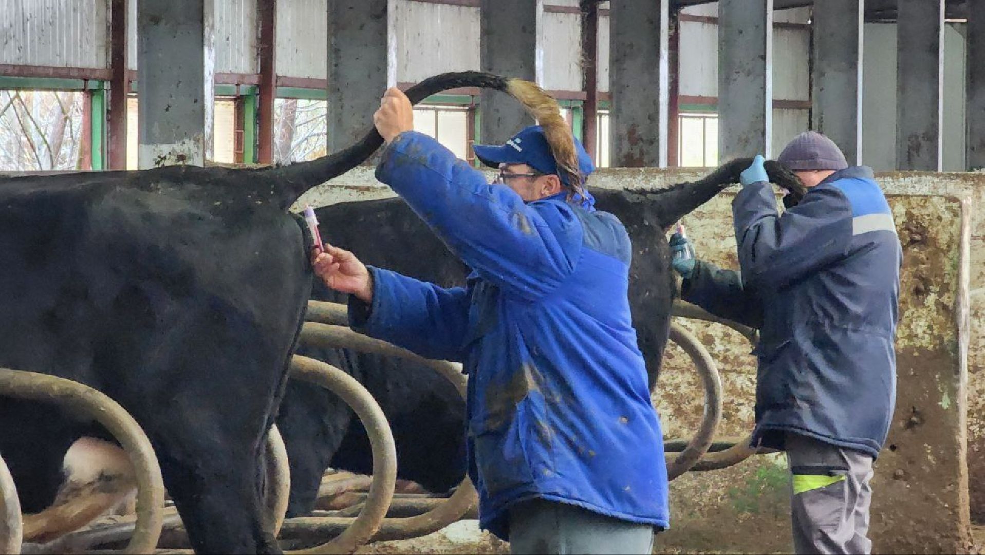 Дмитров, Агрофирма Дубна Плюс, Система Хорриот, Госветстанция, Минсельхоз,