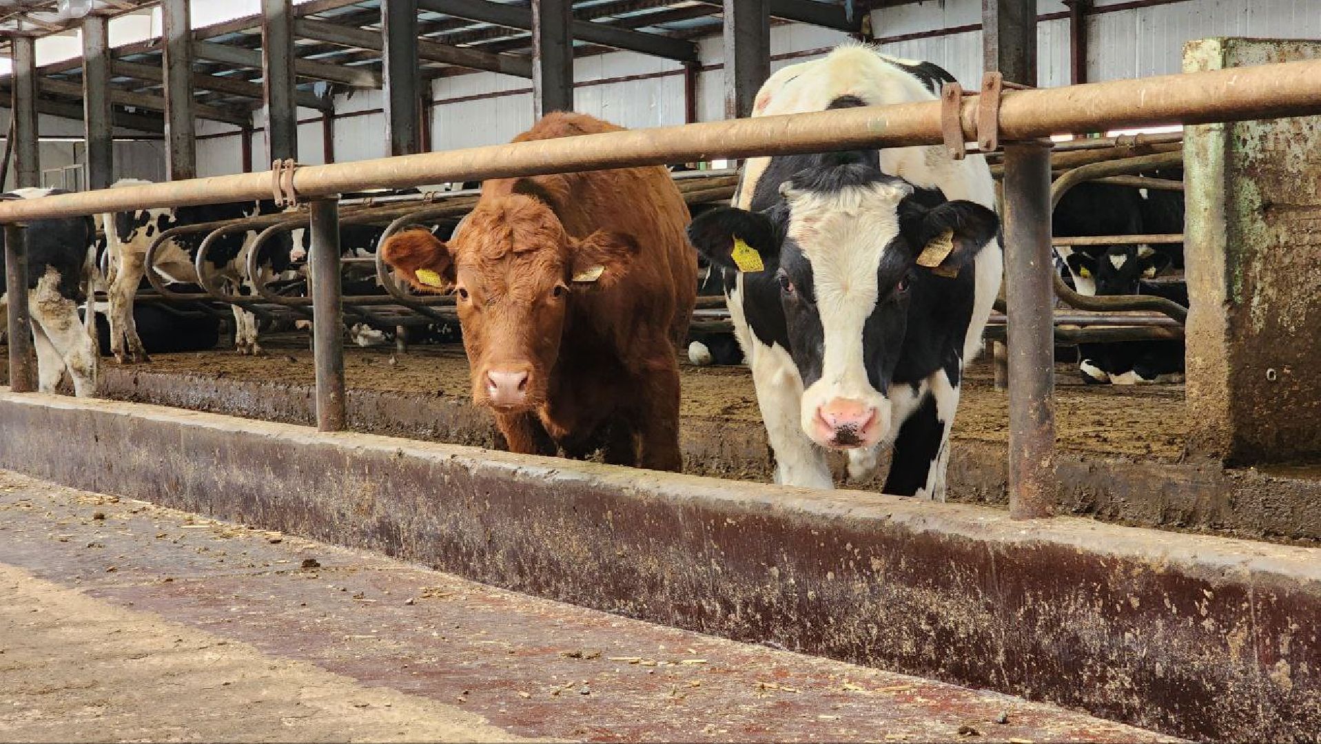 Дмитров, Агрофирма Дубна Плюс, Система Хорриот, Госветстанция, Минсельхоз,