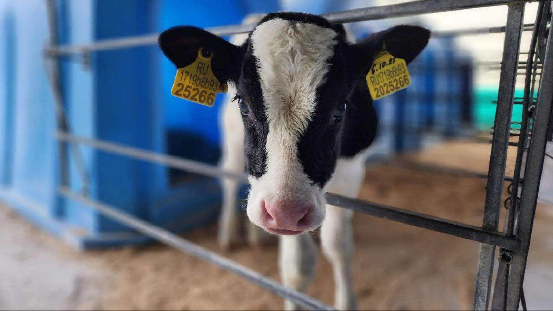 Дмитров, Агрофирма Дубна Плюс, Система Хорриот, Госветстанция, Минсельхоз,