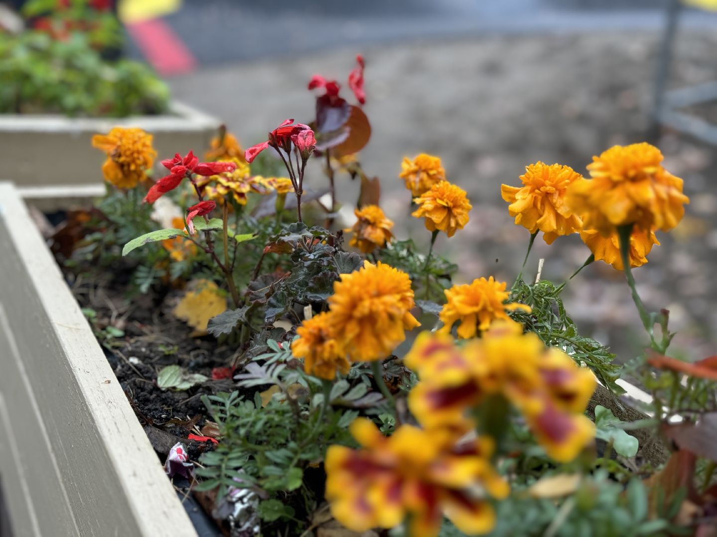 скейт площадка, ленинский городской округ,центральный парк видного,