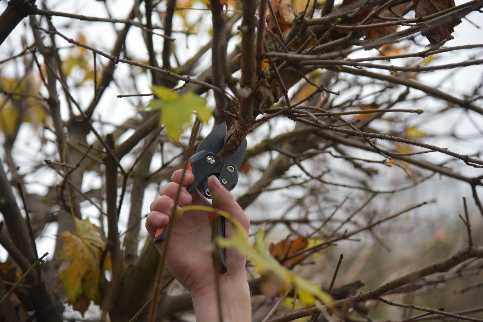 лотошино, благоустройство, обращения жителей, добродел,