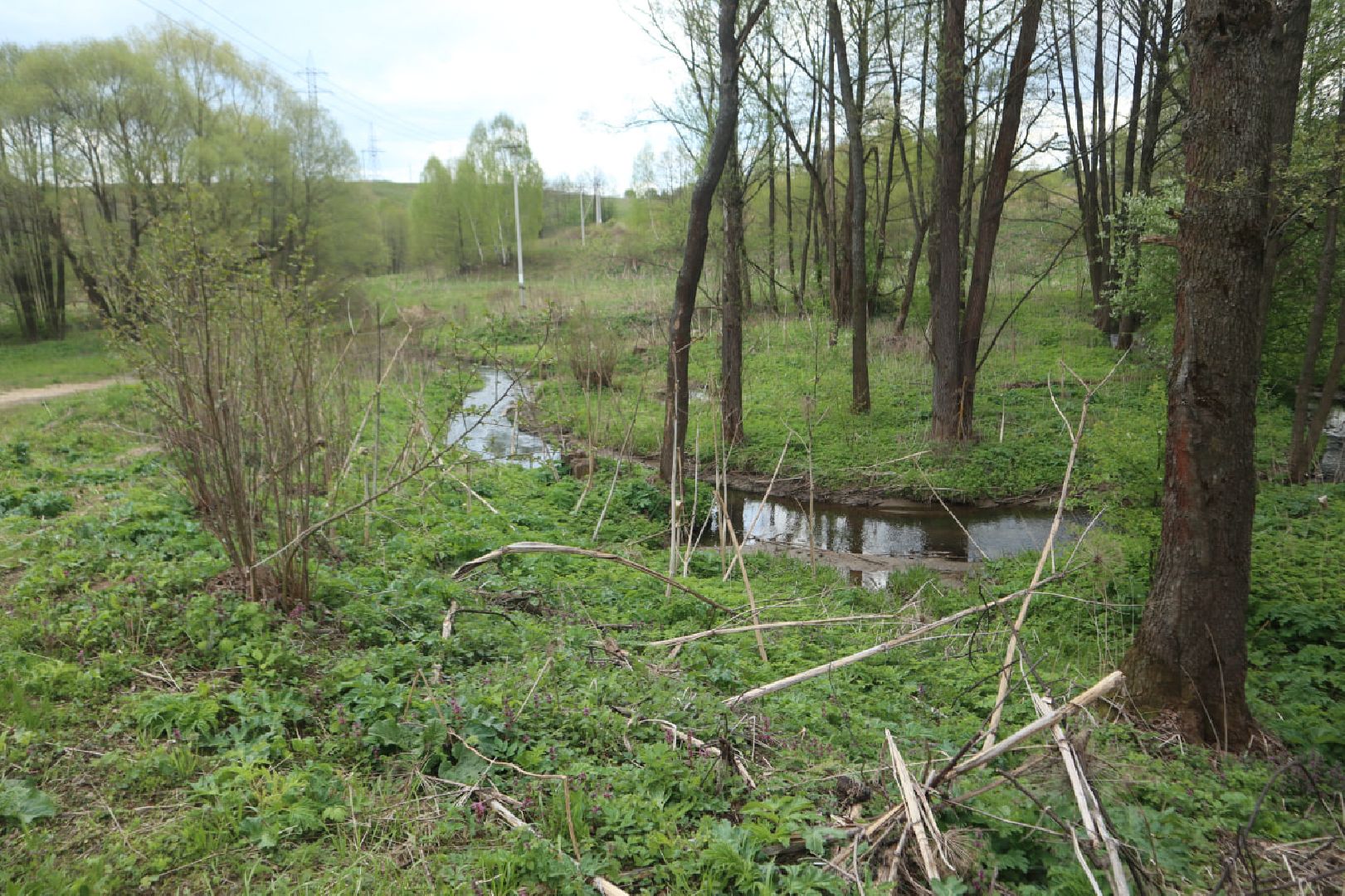 Пущино, благоустройство, борьба с борщевиком