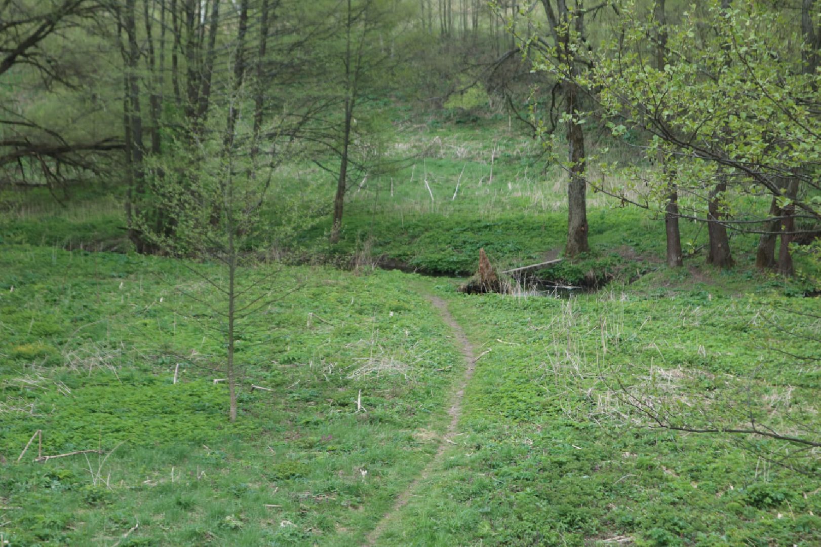 Пущино, благоустройство, борьба с борщевиком