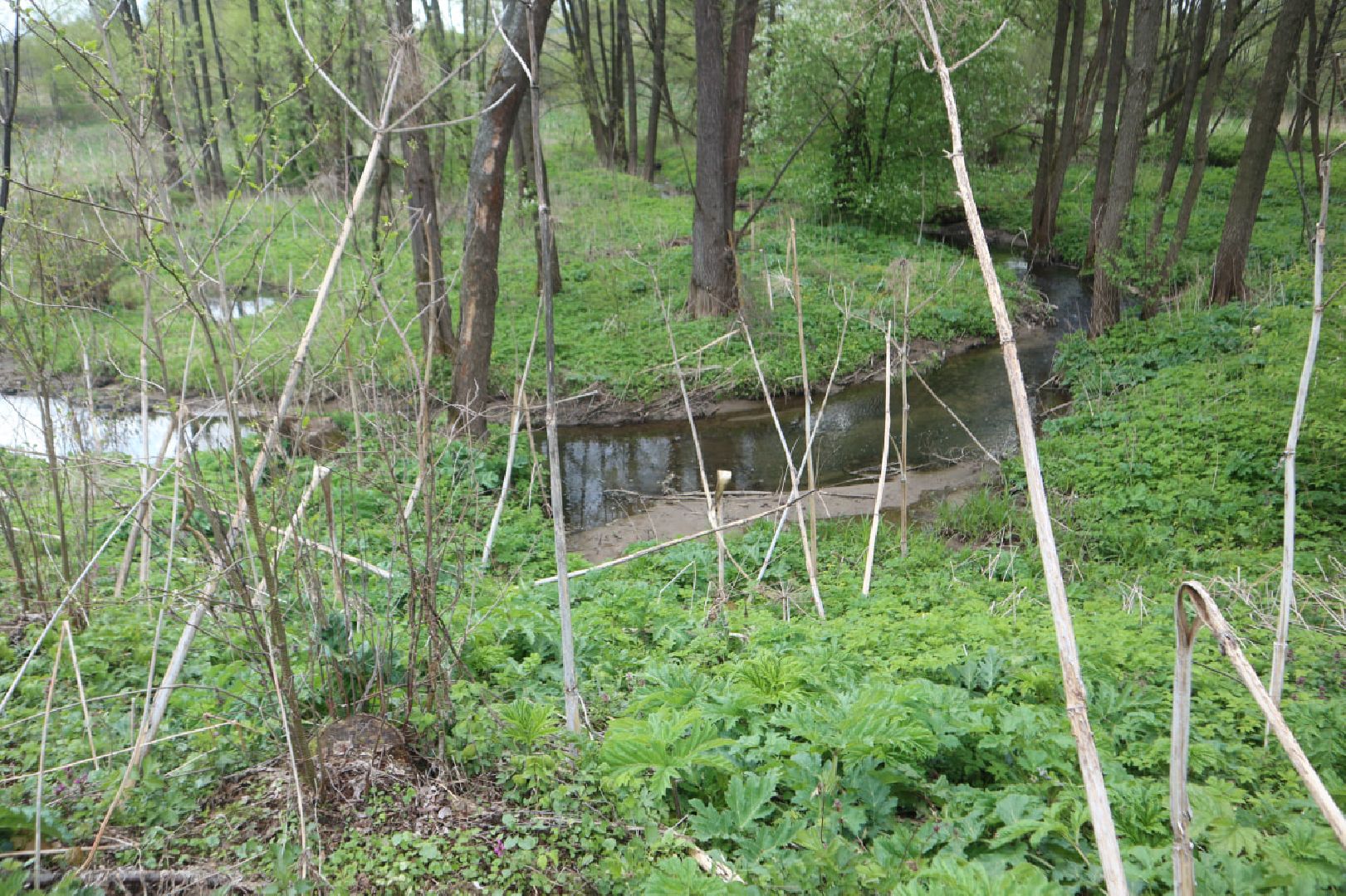 Пущино, благоустройство, борьба с борщевиком