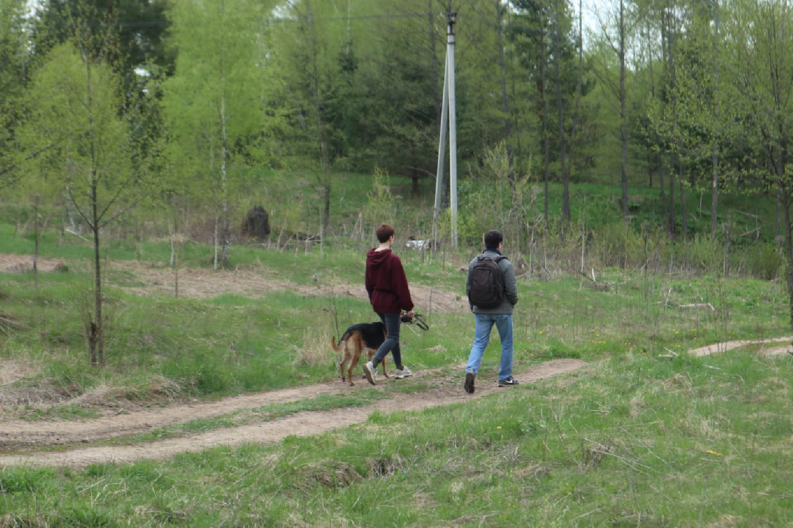 Пущино, благоустройство, борьба с борщевиком