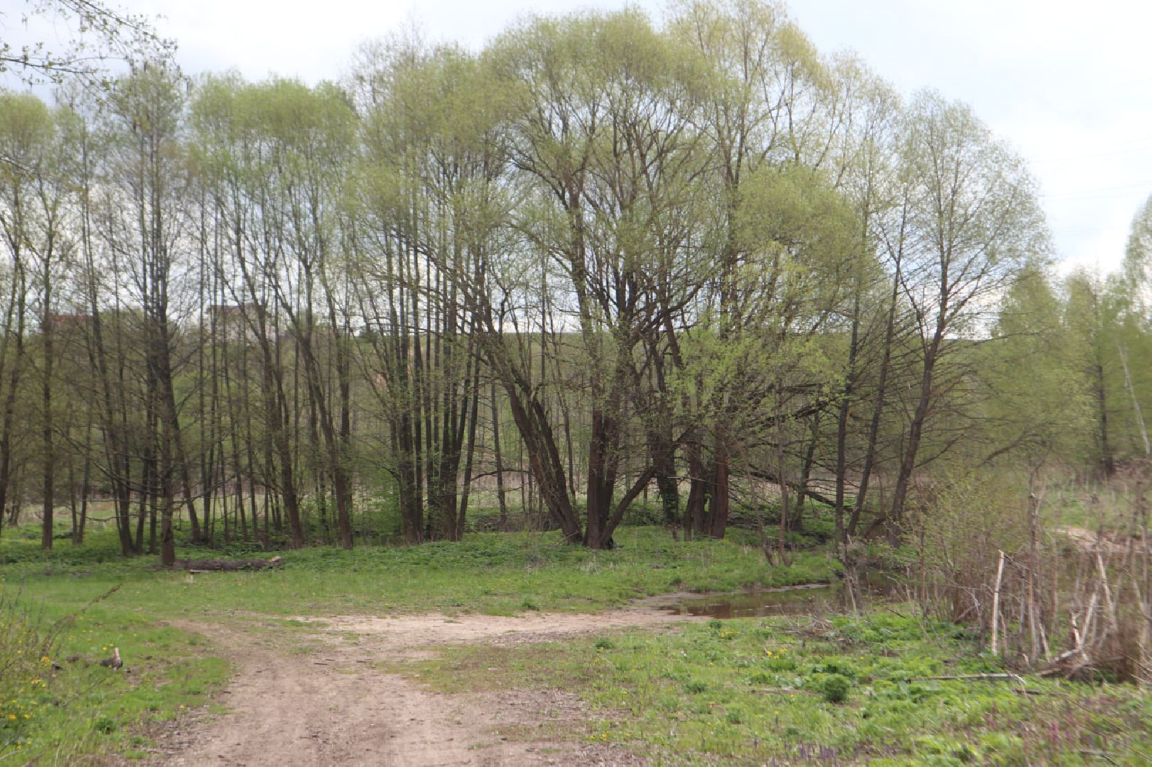 Пущино, благоустройство, борьба с борщевиком