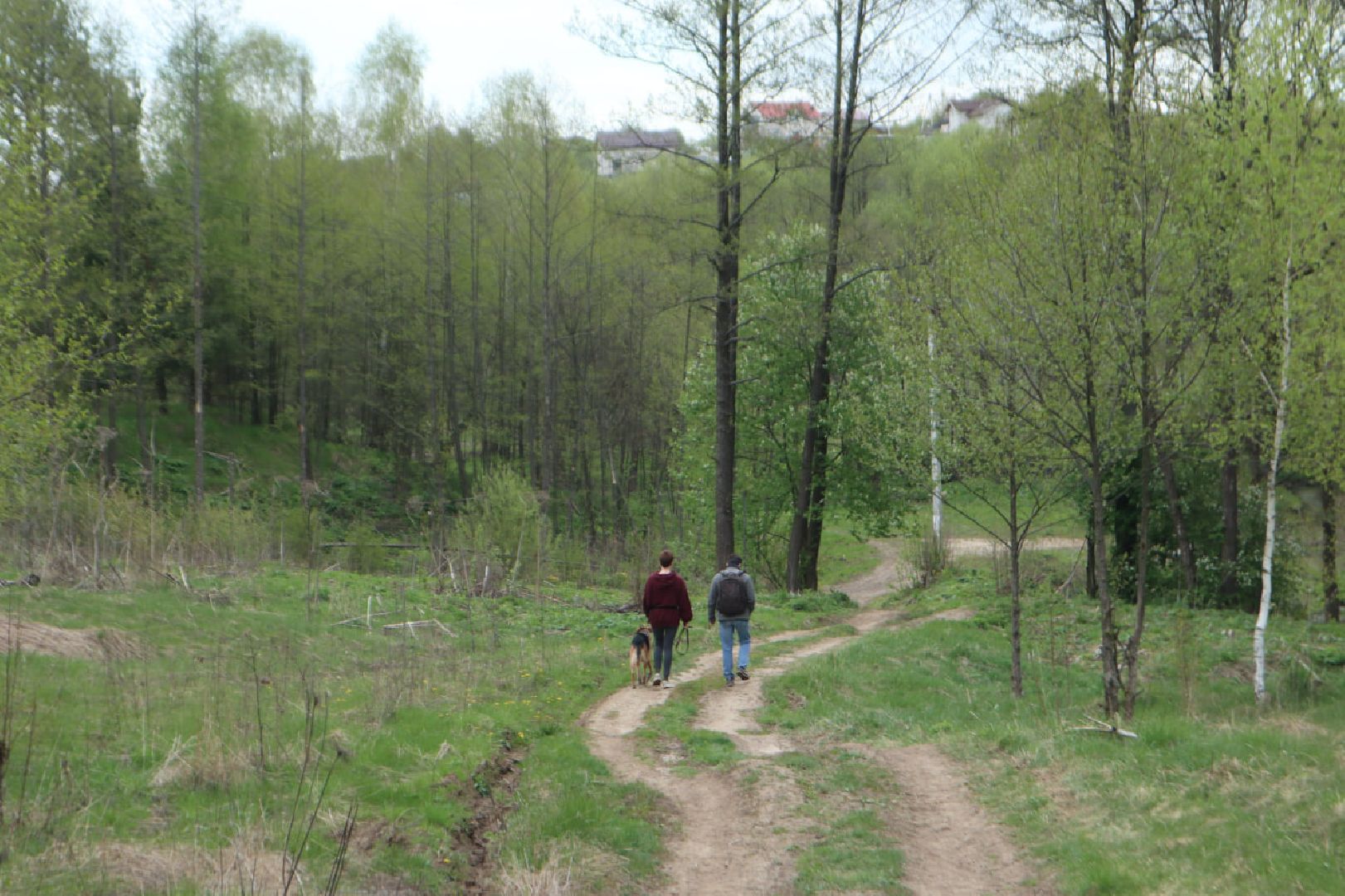 Пущино, благоустройство, борьба с борщевиком