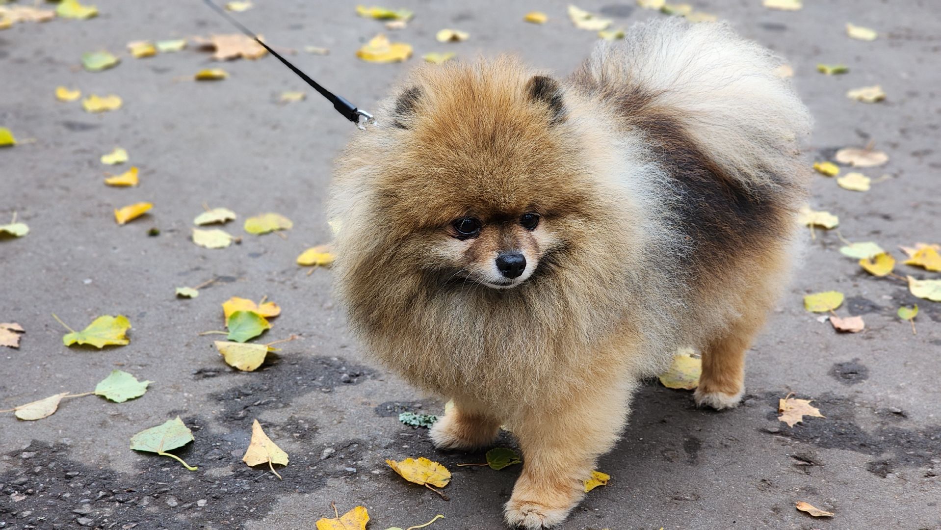 ветеринарная служба, вакцинация животных, лосино-петровский,