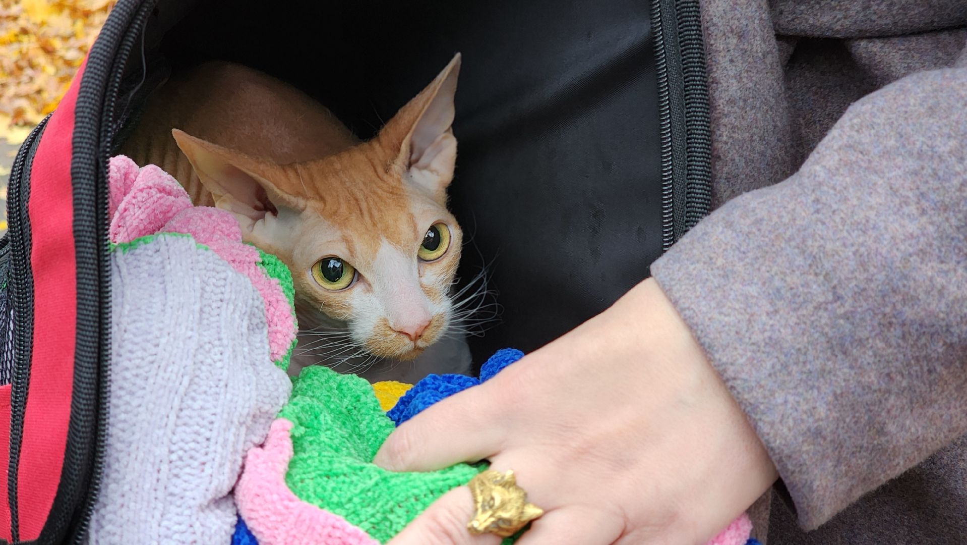 ветеринарная служба, вакцинация животных, лосино-петровский,