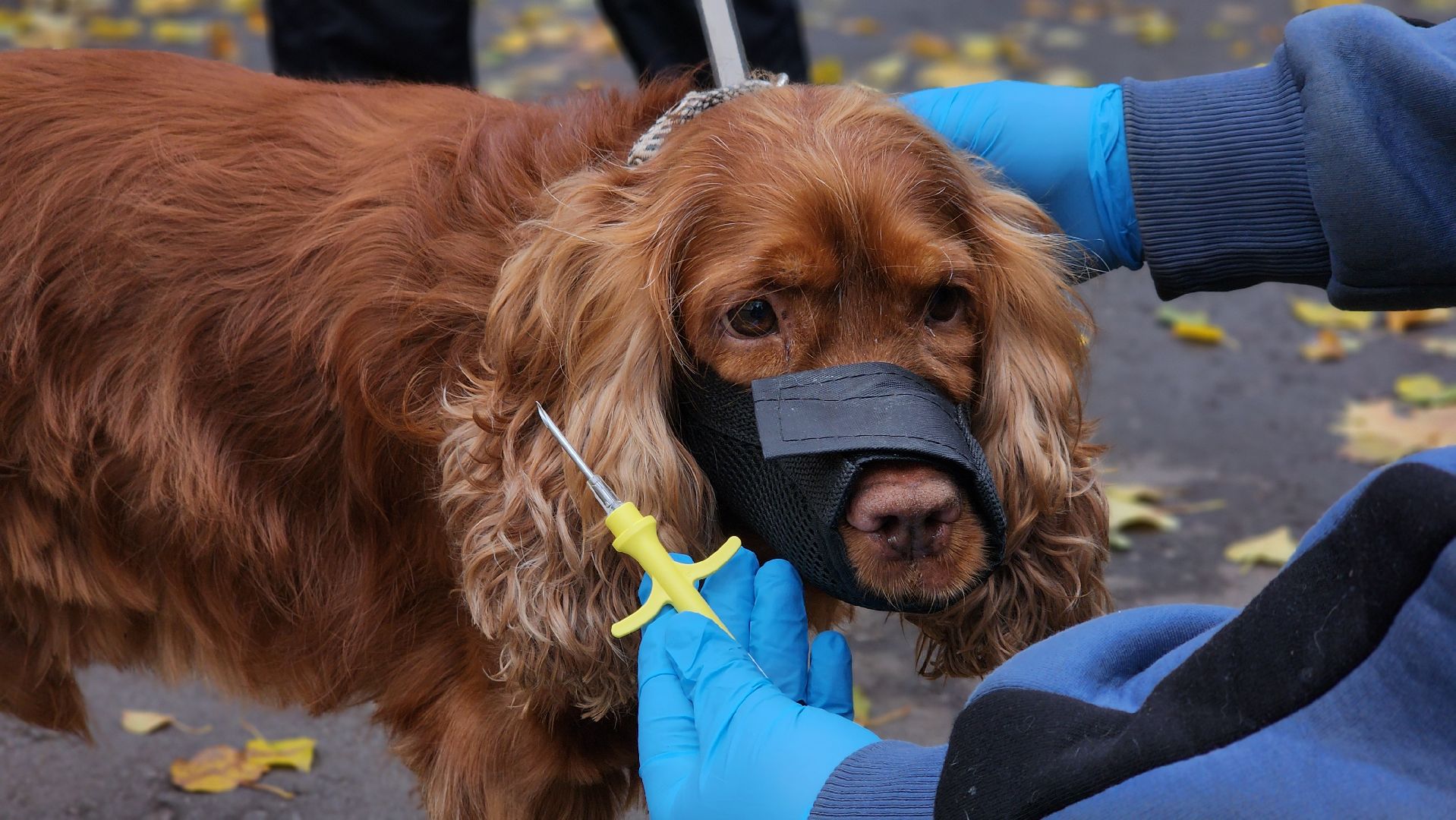 ветеринарная служба, вакцинация животных, лосино-петровский,