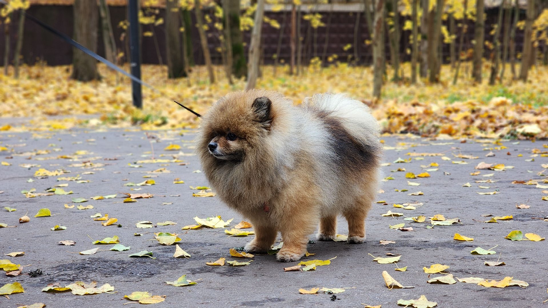 ветеринарная служба, вакцинация животных, лосино-петровский,