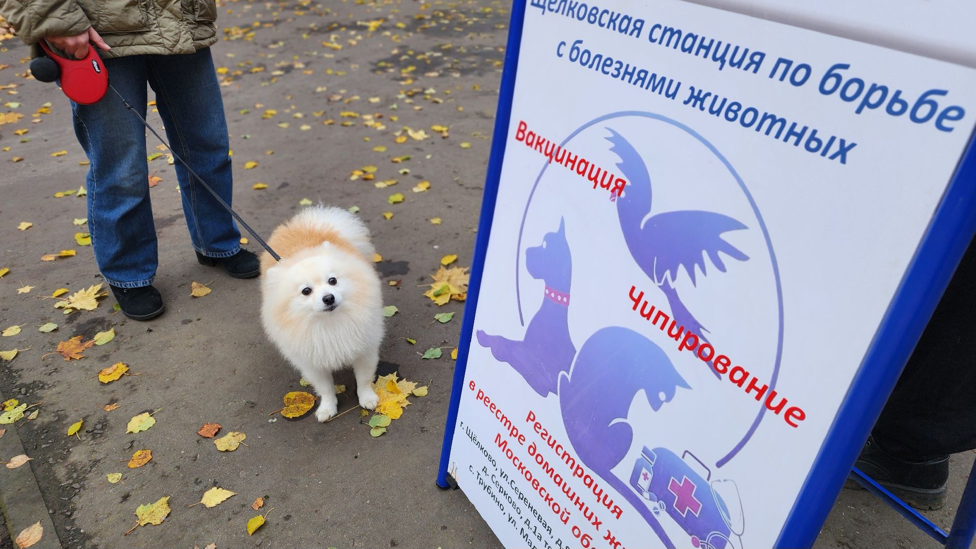 ветеринарная служба, вакцинация животных, лосино-петровский,