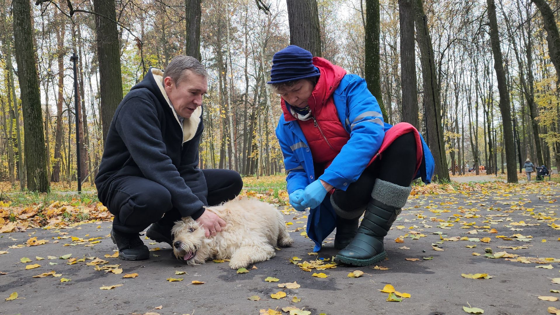 ветеринарная служба, вакцинация животных, лосино-петровский,