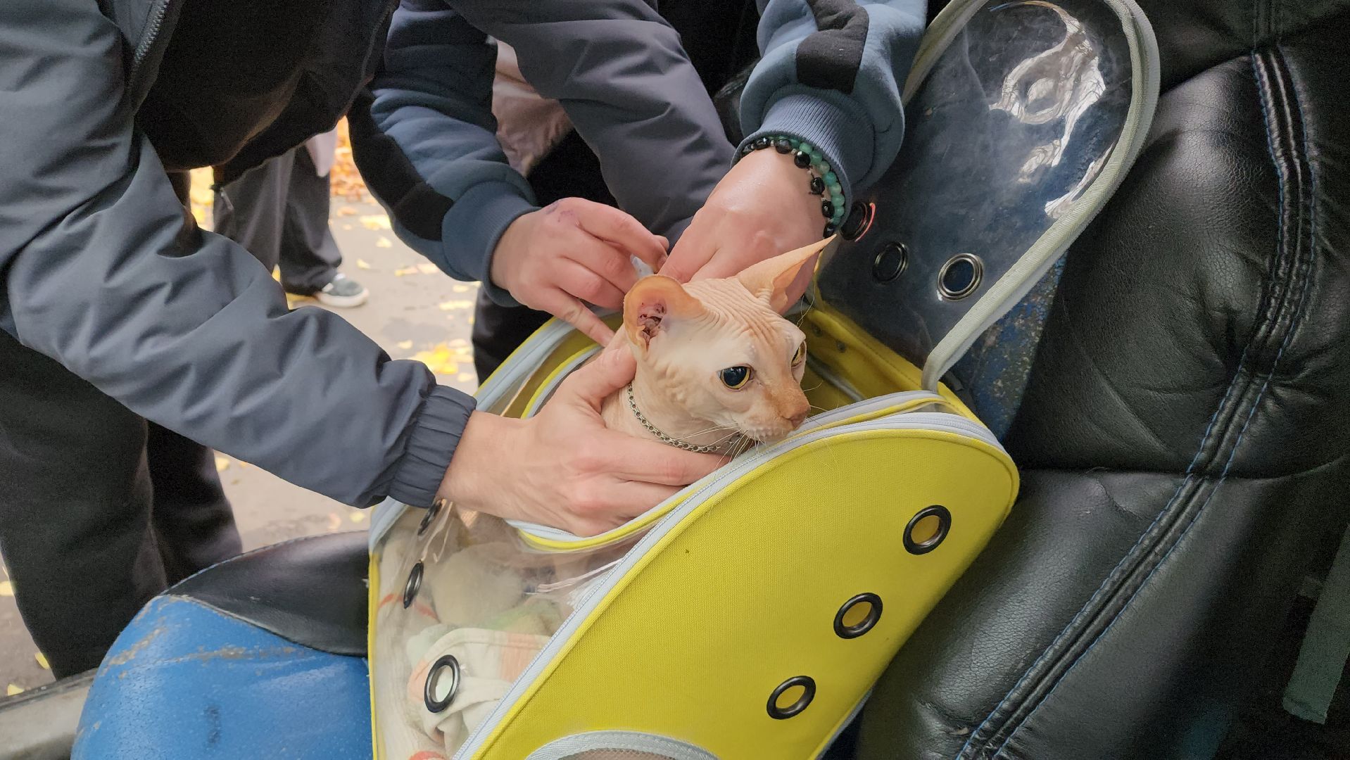 ветеринарная служба, вакцинация животных, лосино-петровский,