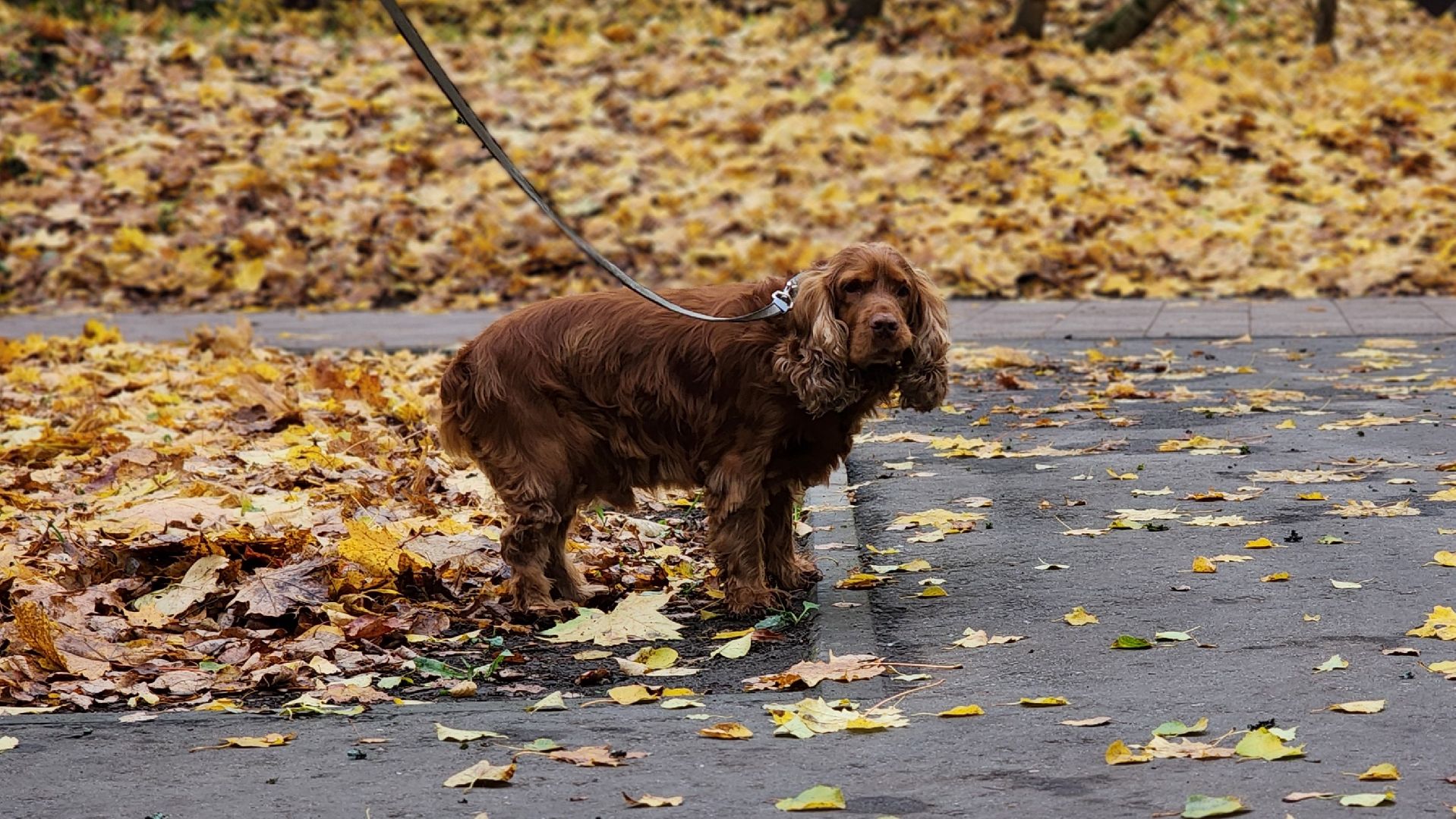 ветеринарная служба, вакцинация животных, лосино-петровский,