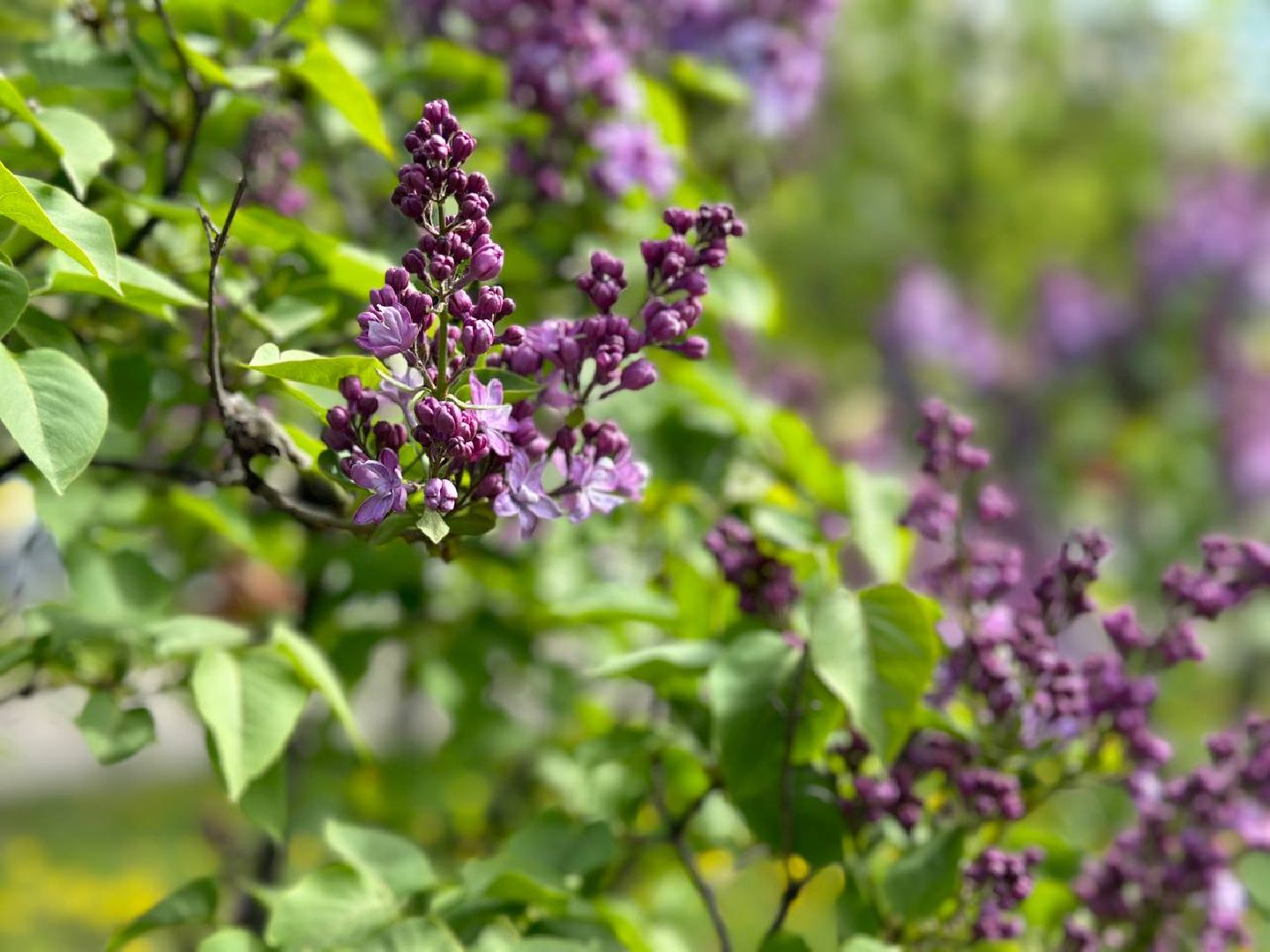 Реутов, яблони в цвету, сирень, вишня, черёмуха, деревья в цвету, арборист, Троицкий храм,