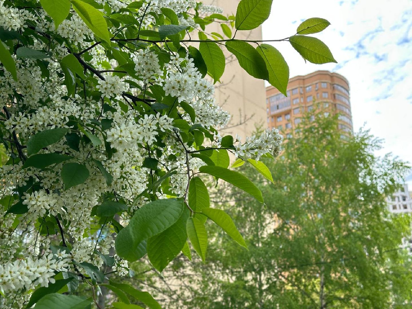 Реутов, яблони в цвету, сирень, вишня, черёмуха, деревья в цвету, арборист, Троицкий храм,