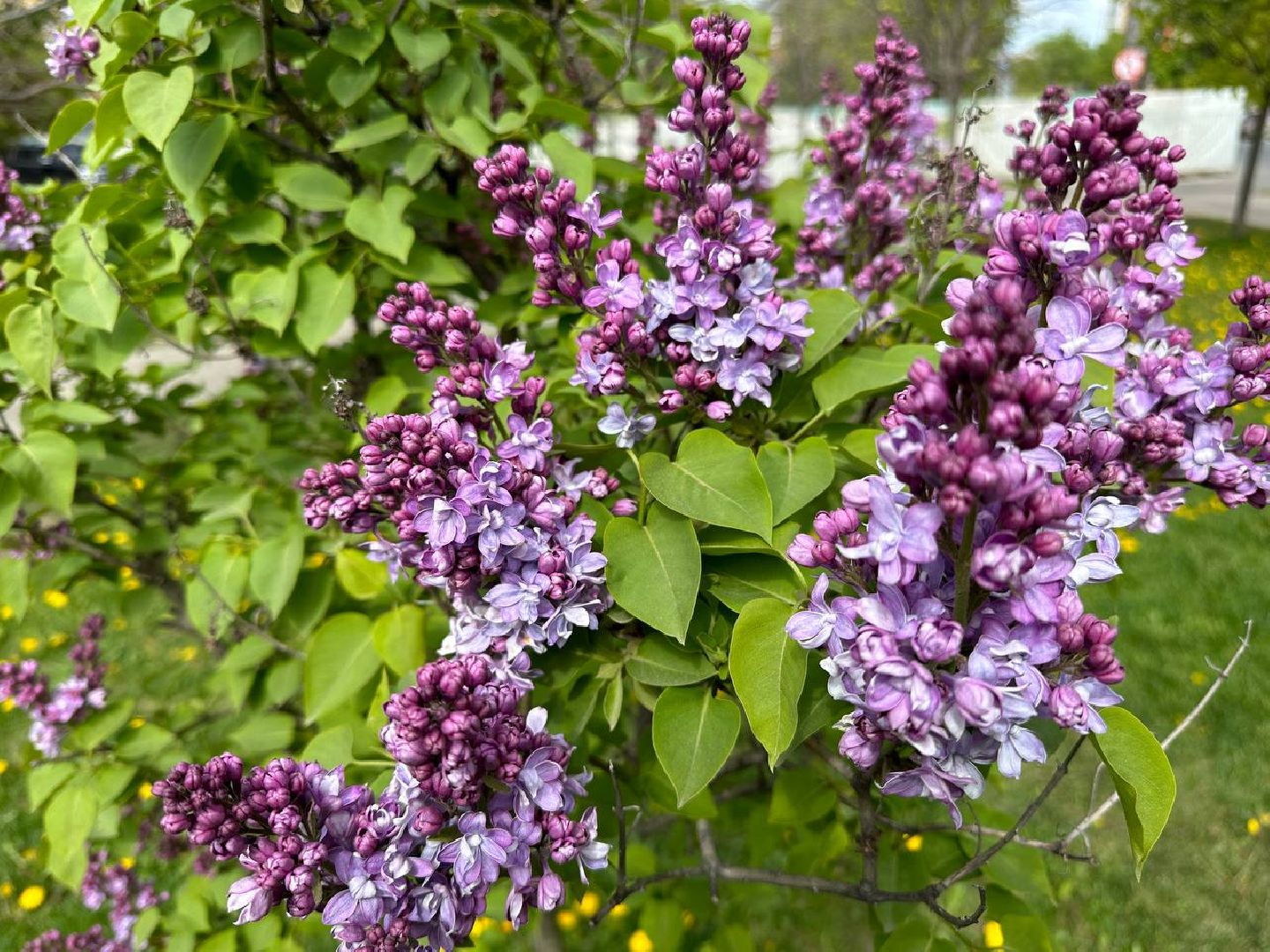 Реутов, яблони в цвету, сирень, вишня, черёмуха, деревья в цвету, арборист, Троицкий храм,