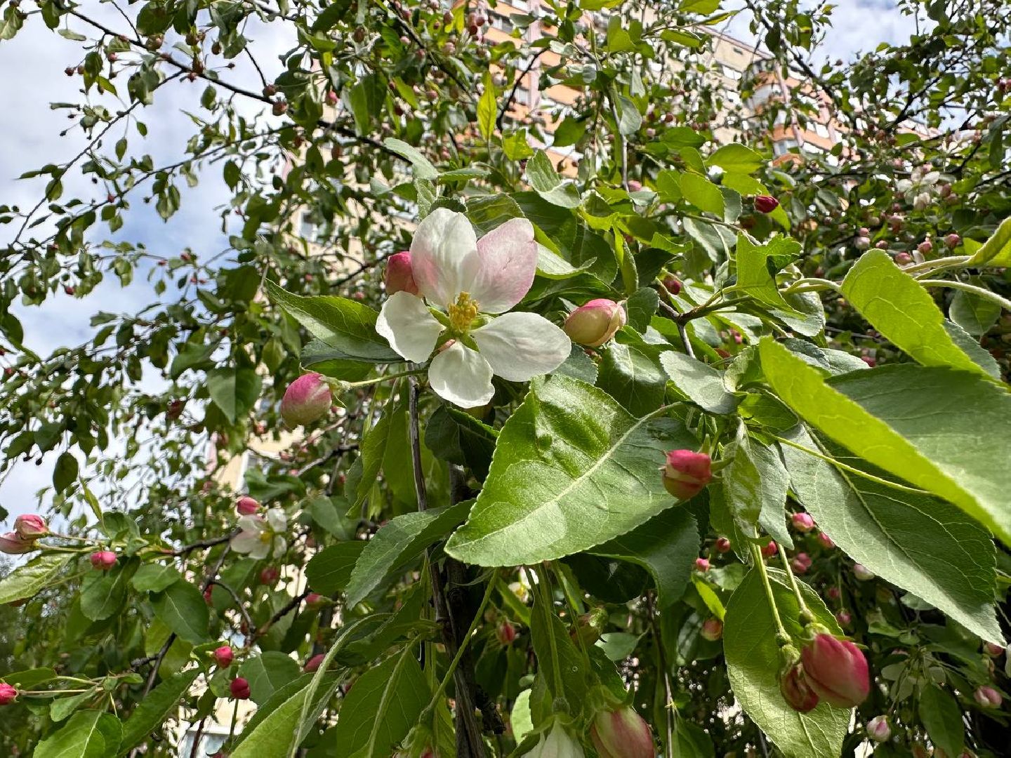 Реутов, яблони в цвету, сирень, вишня, черёмуха, деревья в цвету, арборист, Троицкий храм,