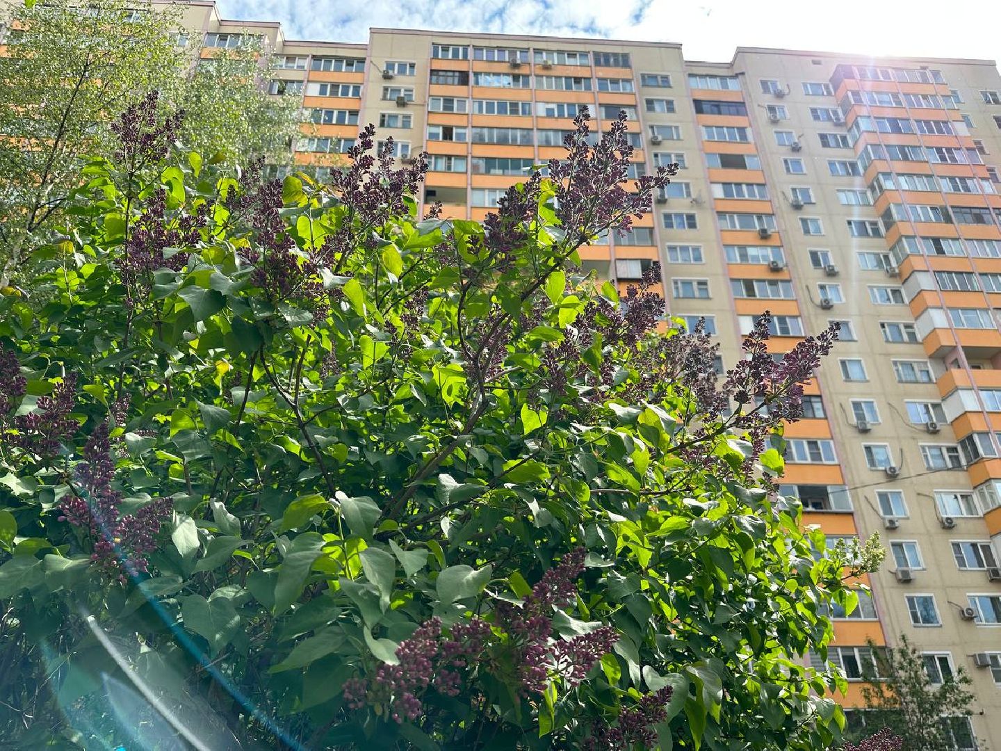 Реутов, яблони в цвету, сирень, вишня, черёмуха, деревья в цвету, арборист, Троицкий храм,