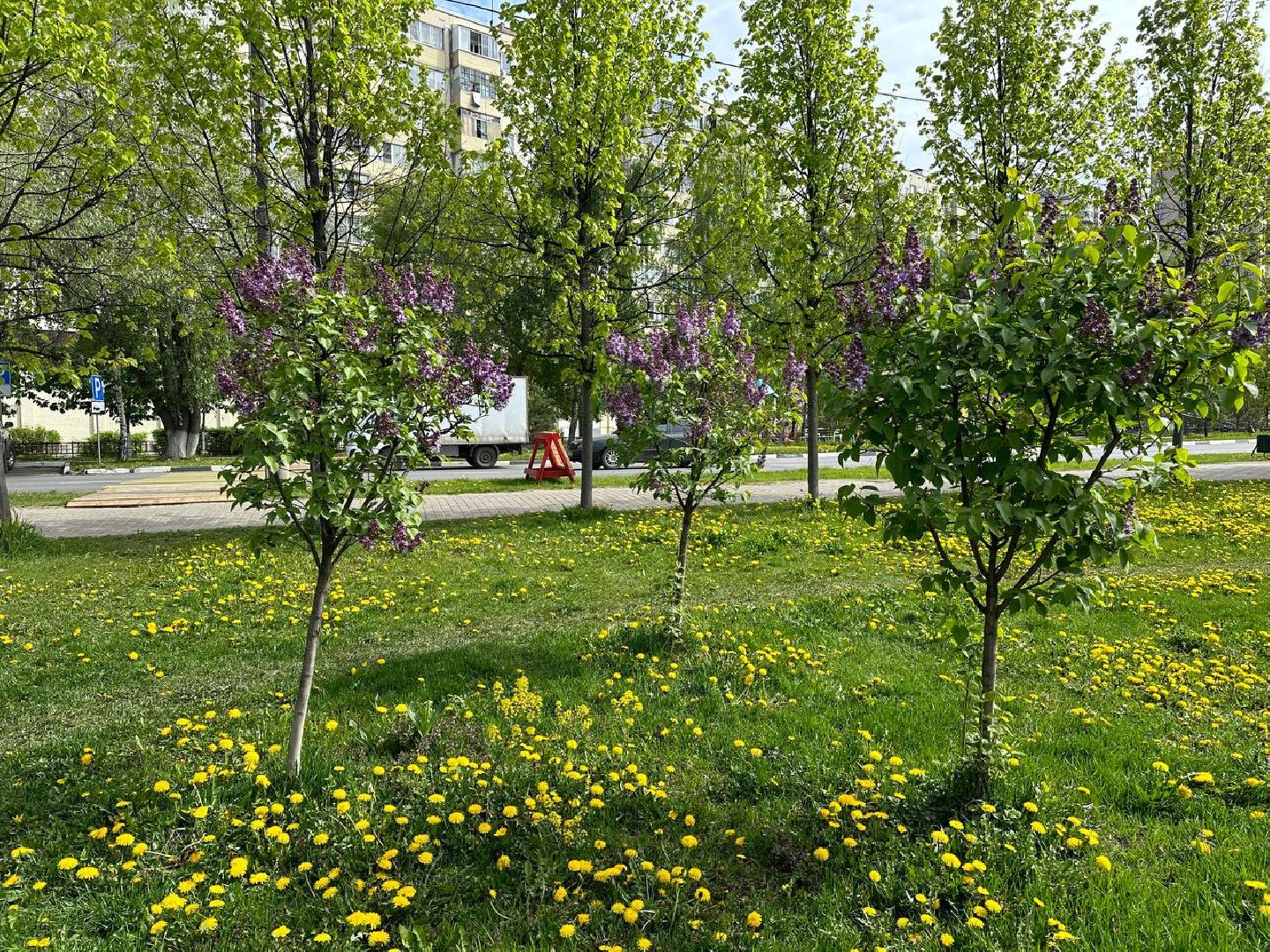 Реутов, яблони в цвету, сирень, вишня, черёмуха, деревья в цвету, арборист, Троицкий храм,