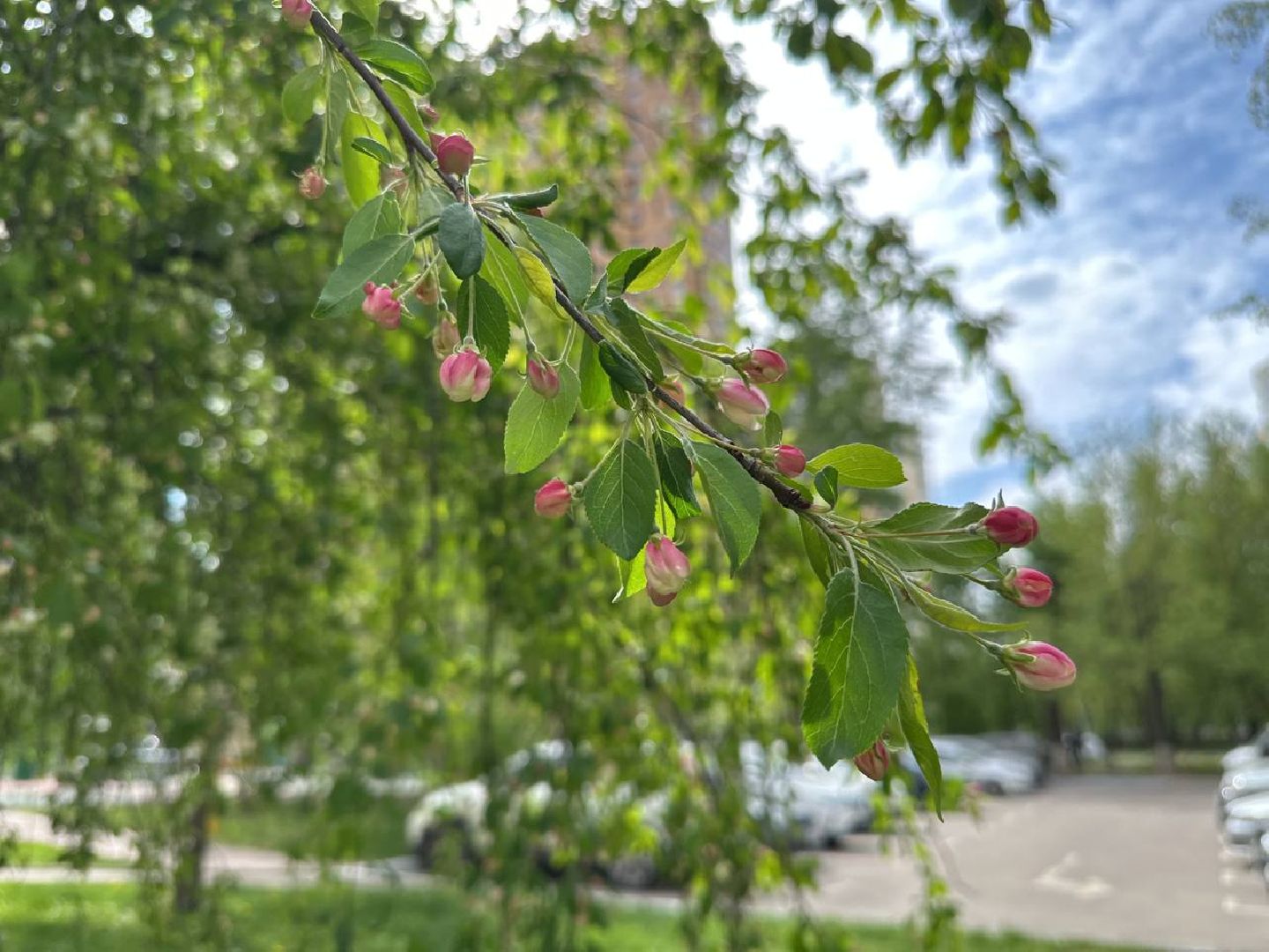 Реутов, яблони в цвету, сирень, вишня, черёмуха, деревья в цвету, арборист, Троицкий храм,
