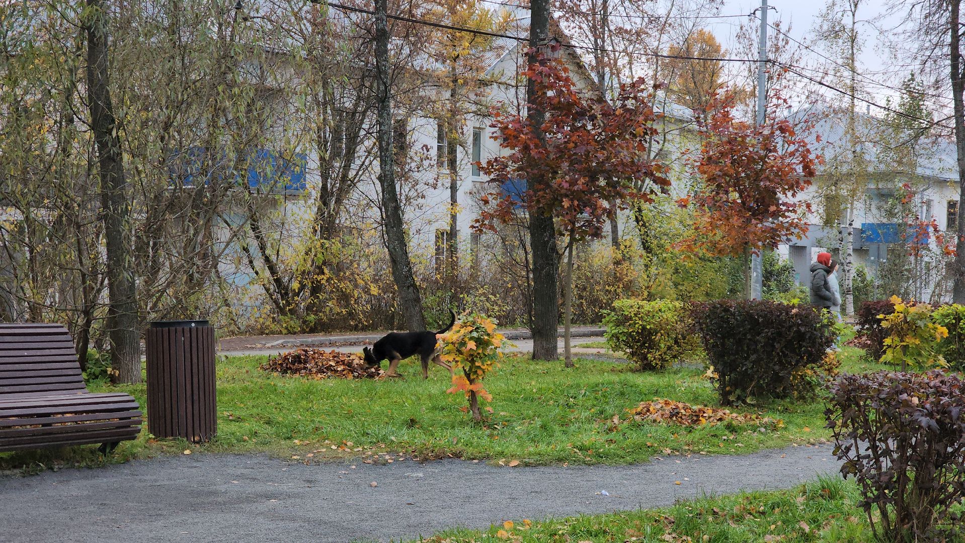Осень, уборка листьев, уборка листвы, Лобня,