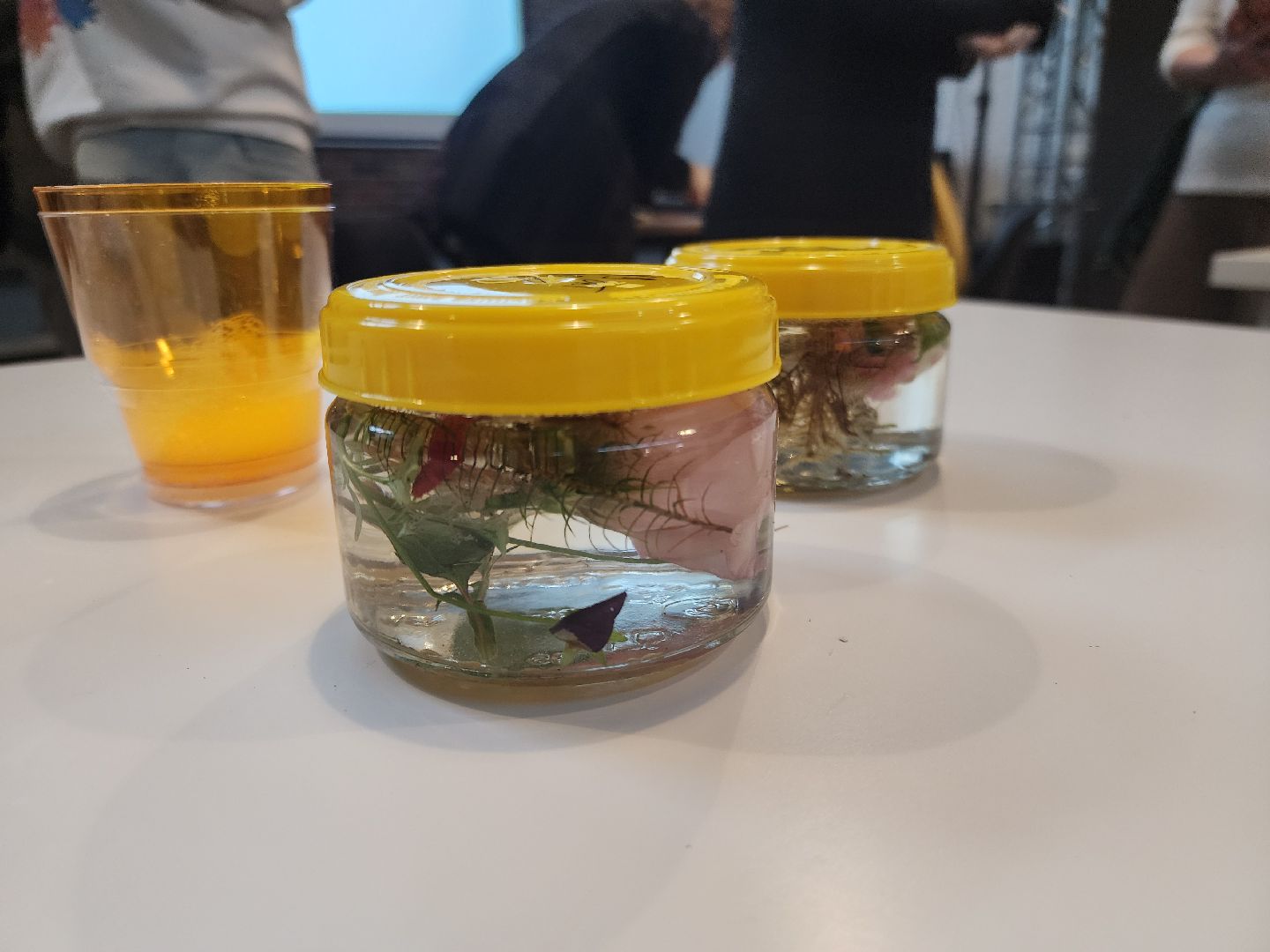 Черноголовка, Наука и искусство, Мастер-класс,