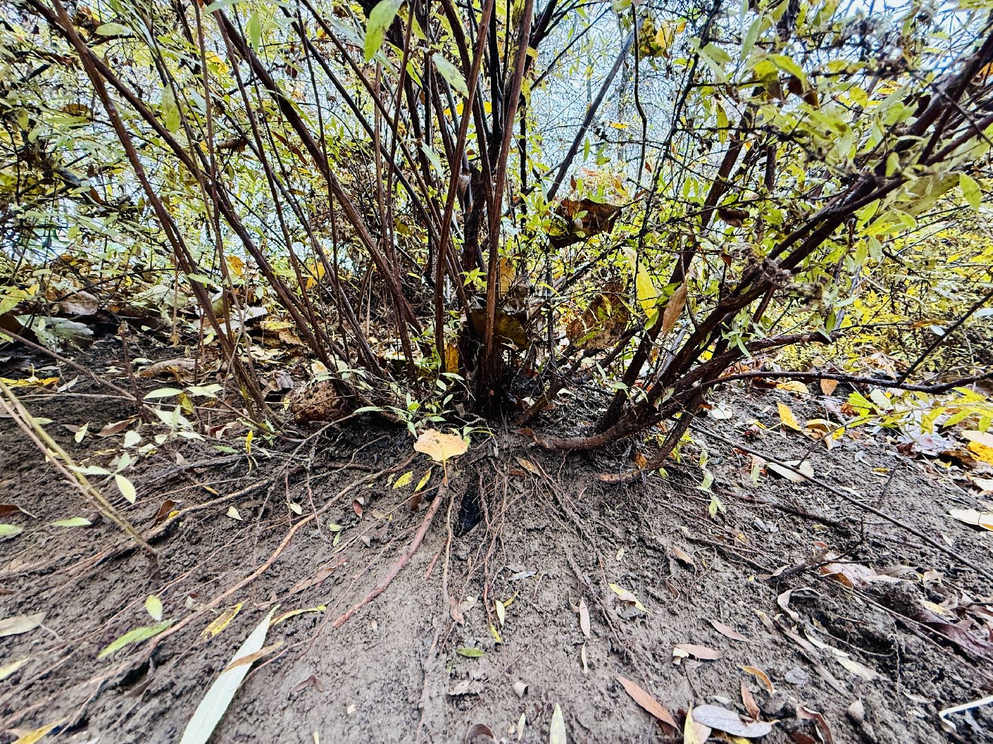 раменское, раменский городской парк, вандализм, благоустройство, ремонт, клумбы,