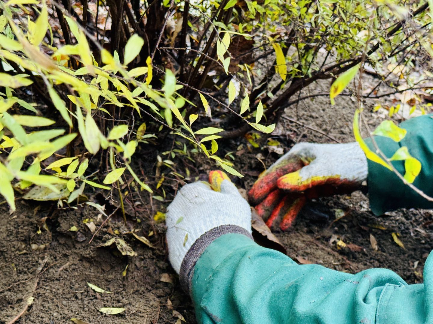 раменское, раменский городской парк, вандализм, благоустройство, ремонт, клумбы,