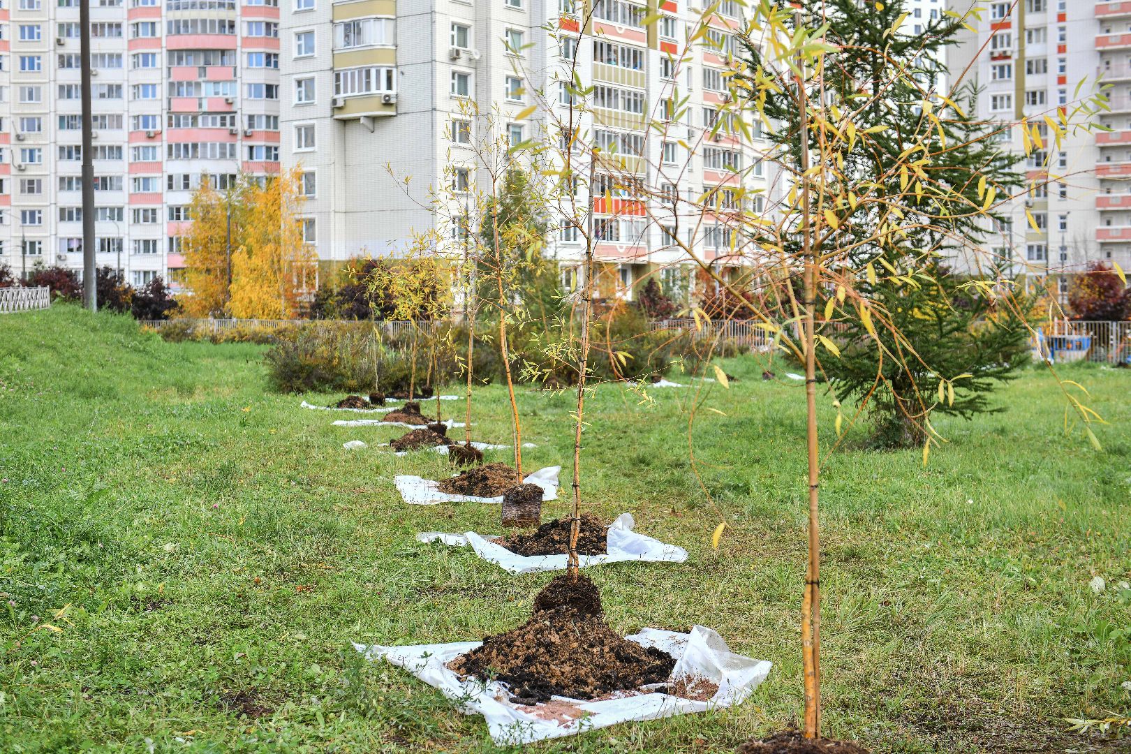 отцы, дети, эко, акция, деревья,