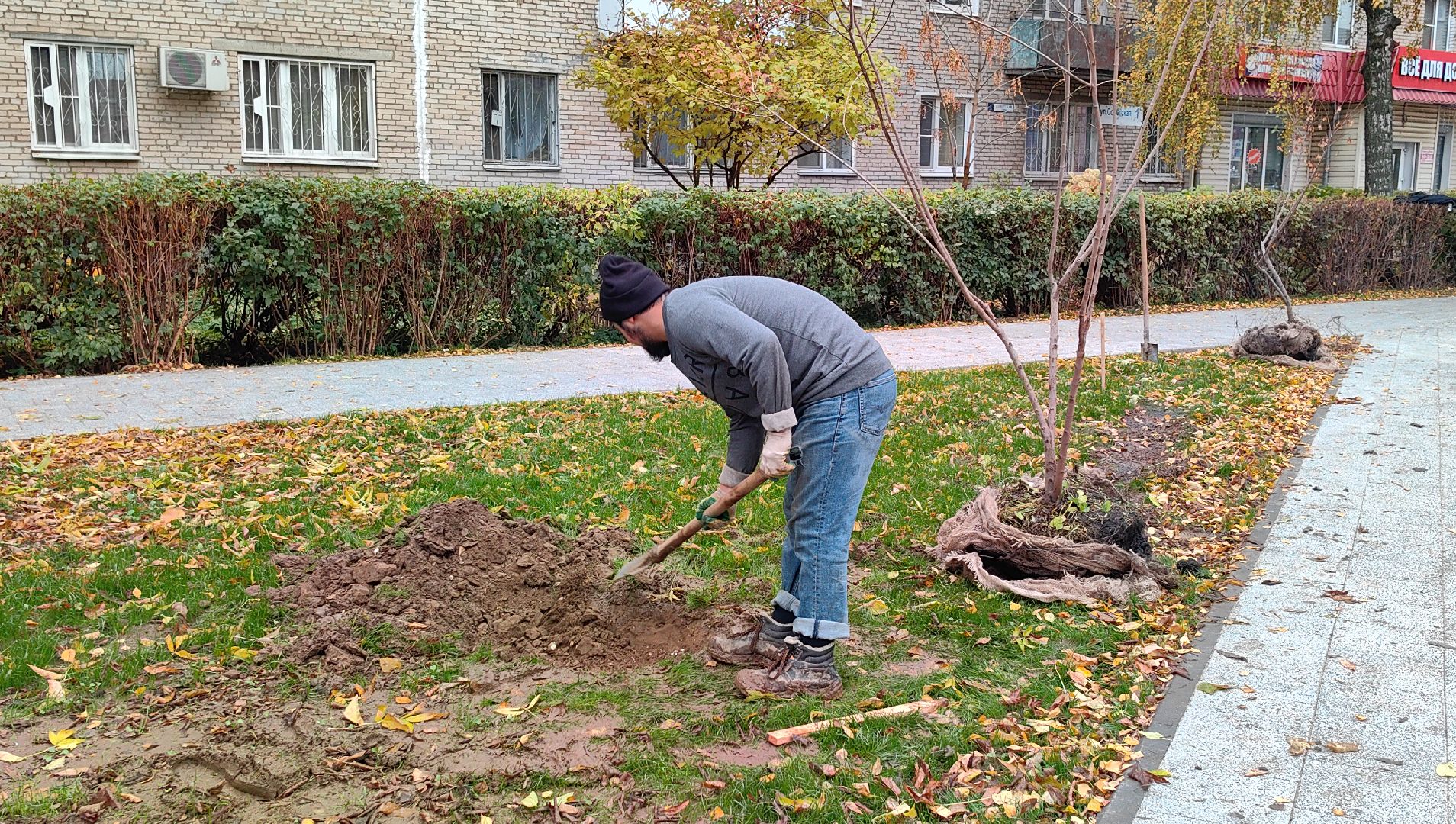 сквер,  высадка деревьев, благоустройство, цветы,
