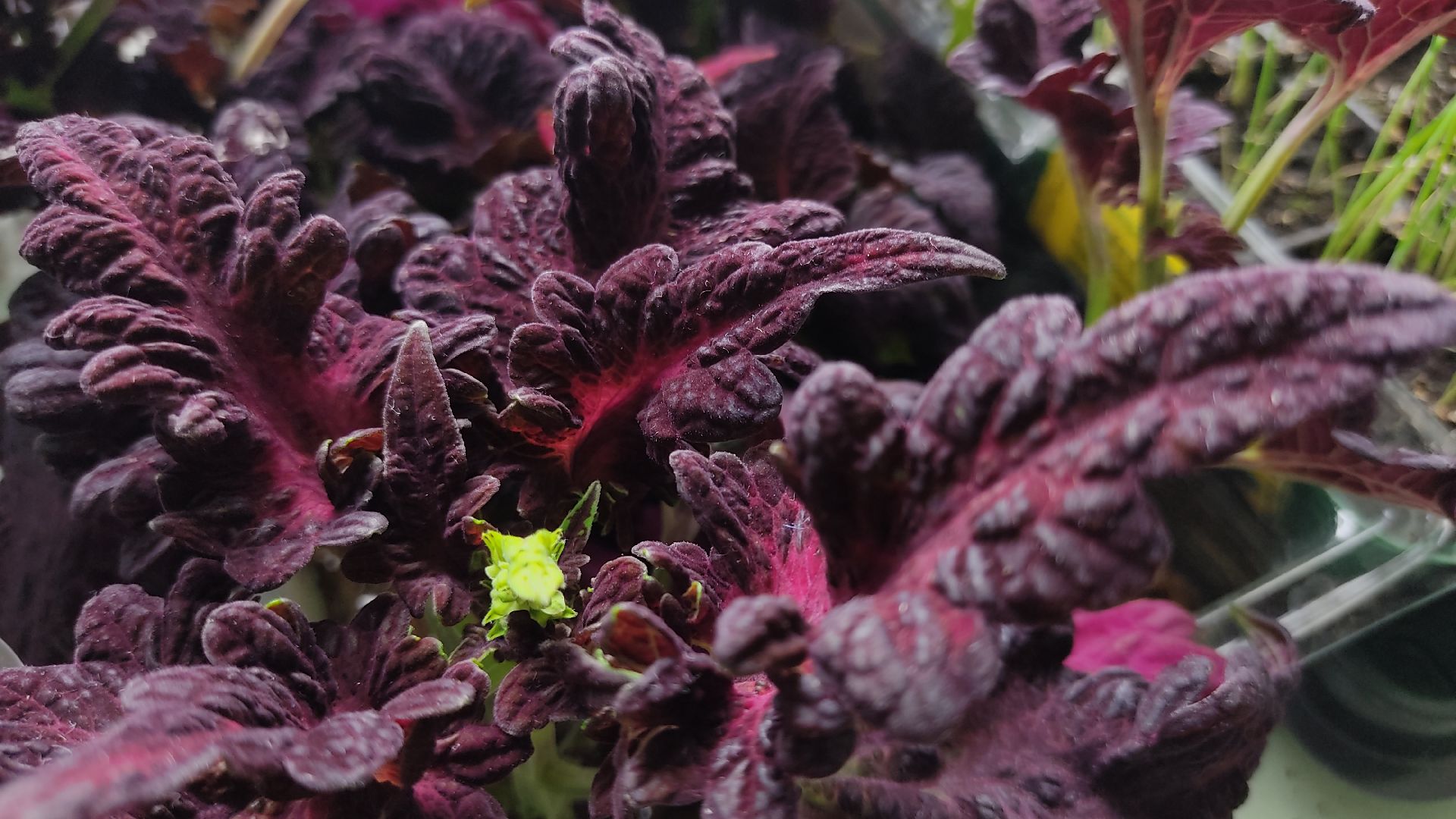 Лобня, образование, растения