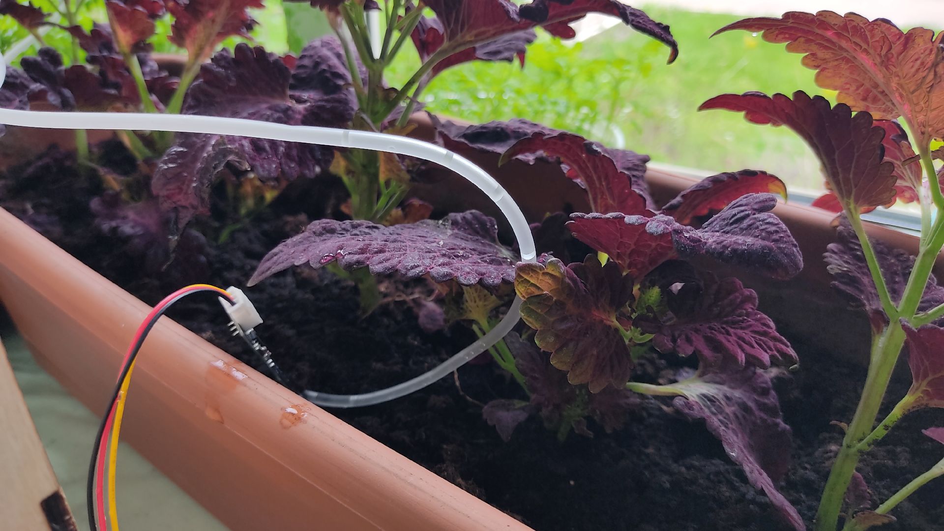 Лобня, образование, растения