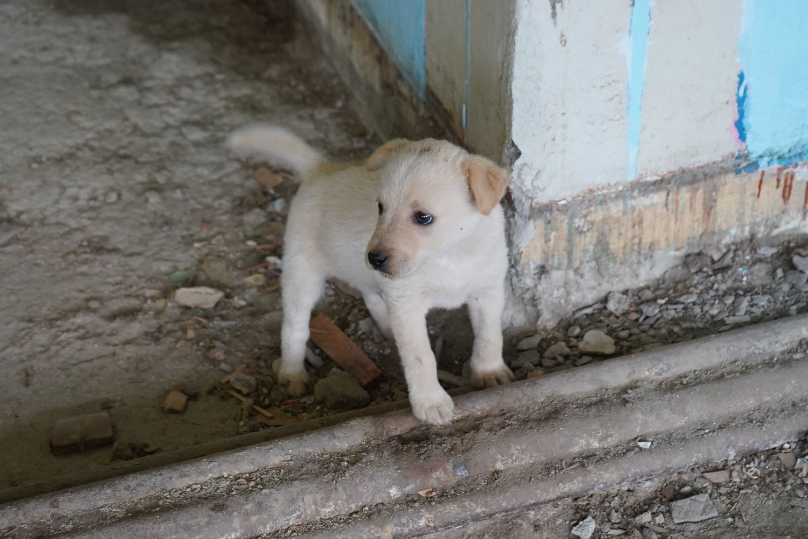 малино, школа, ремонт,