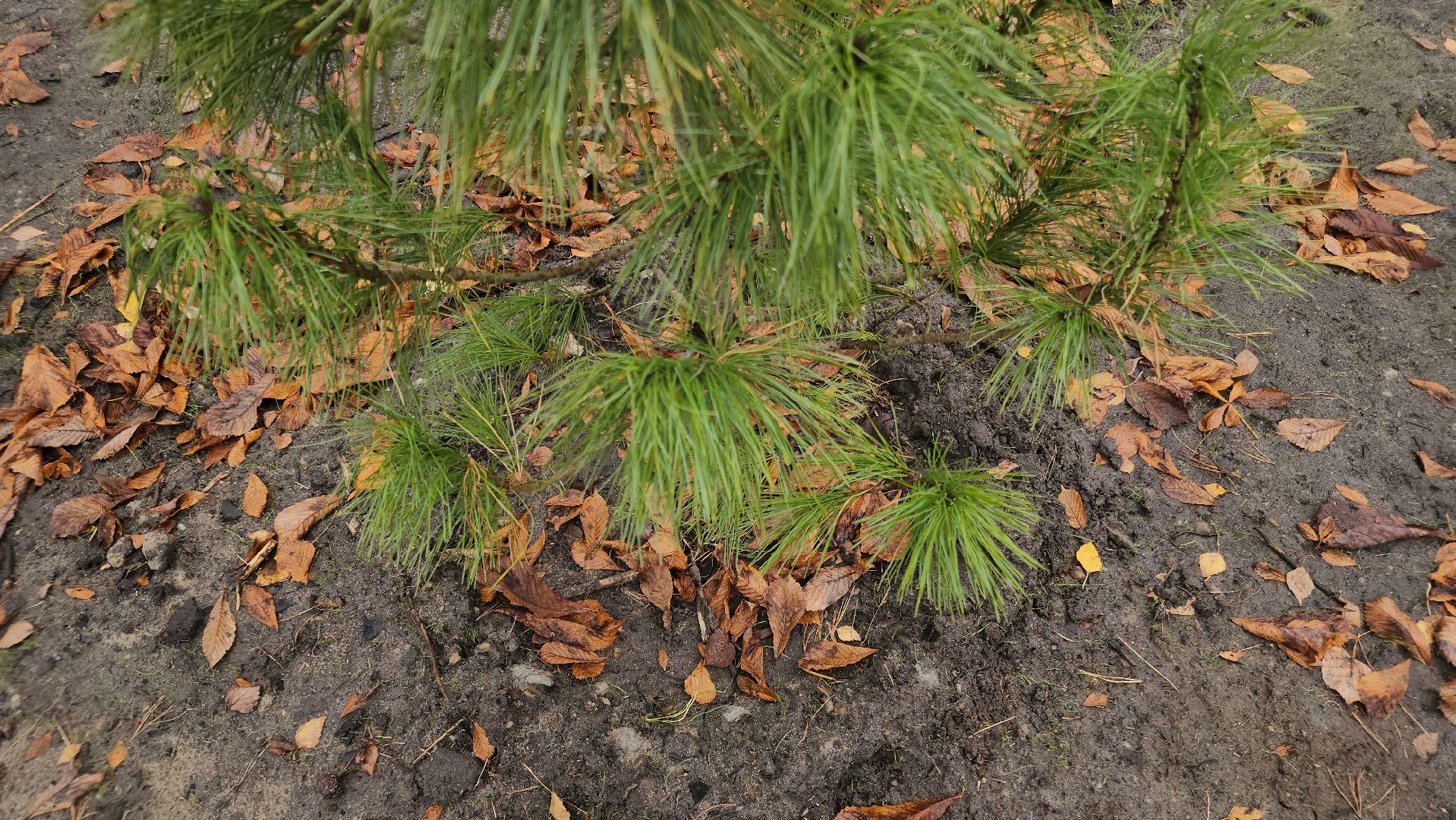 благоустройство 2025, ликино-дулево, орехово-зуевский округ,