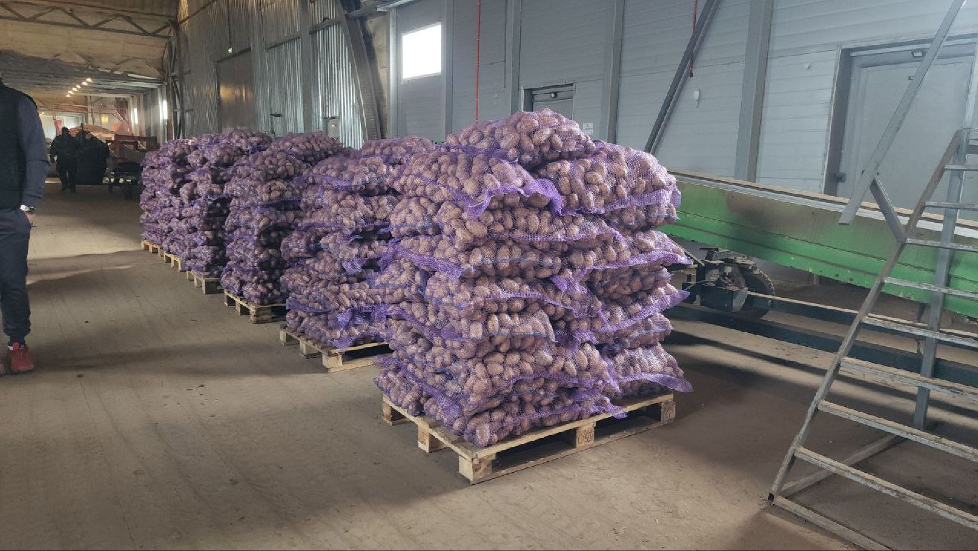 Луховицы #СПКимениЛенина #Урожай2025 #Агропром #Подмосковье #Картофель #Зерновые,