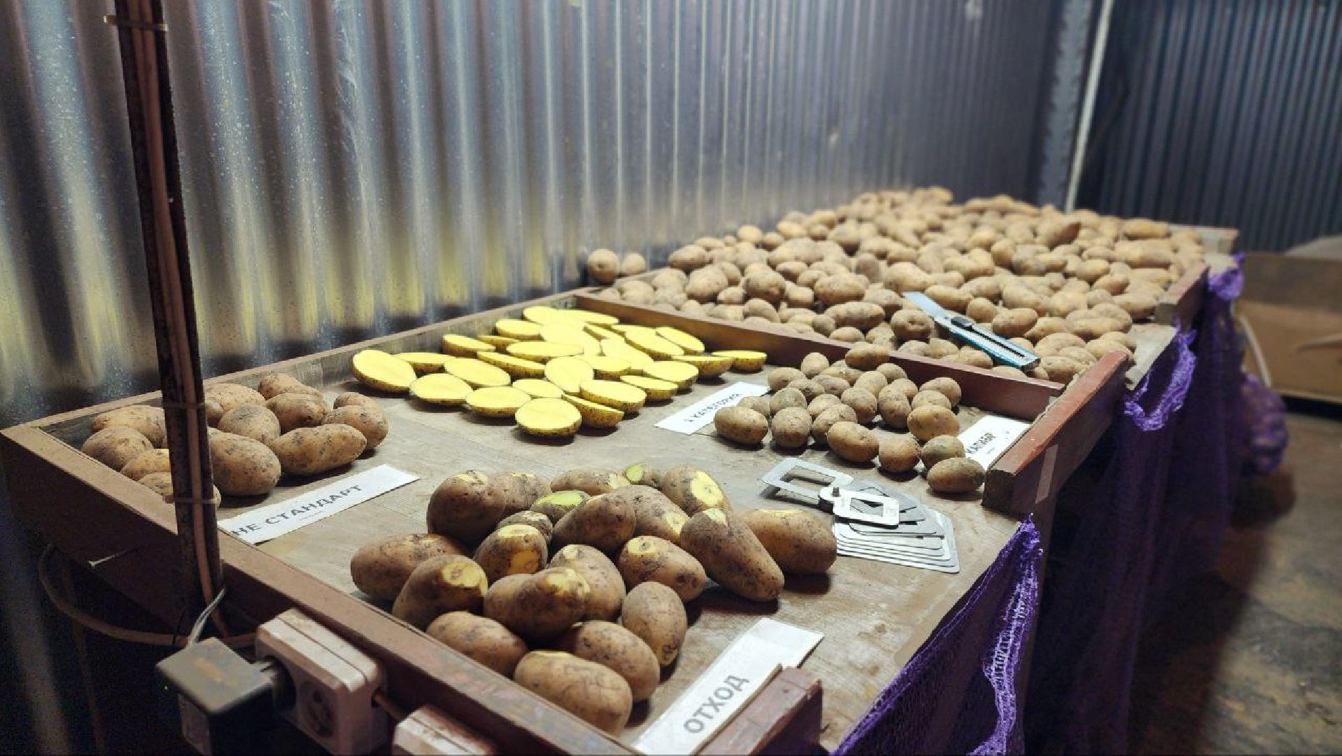 Луховицы #СПКимениЛенина #Урожай2025 #Агропром #Подмосковье #Картофель #Зерновые,
