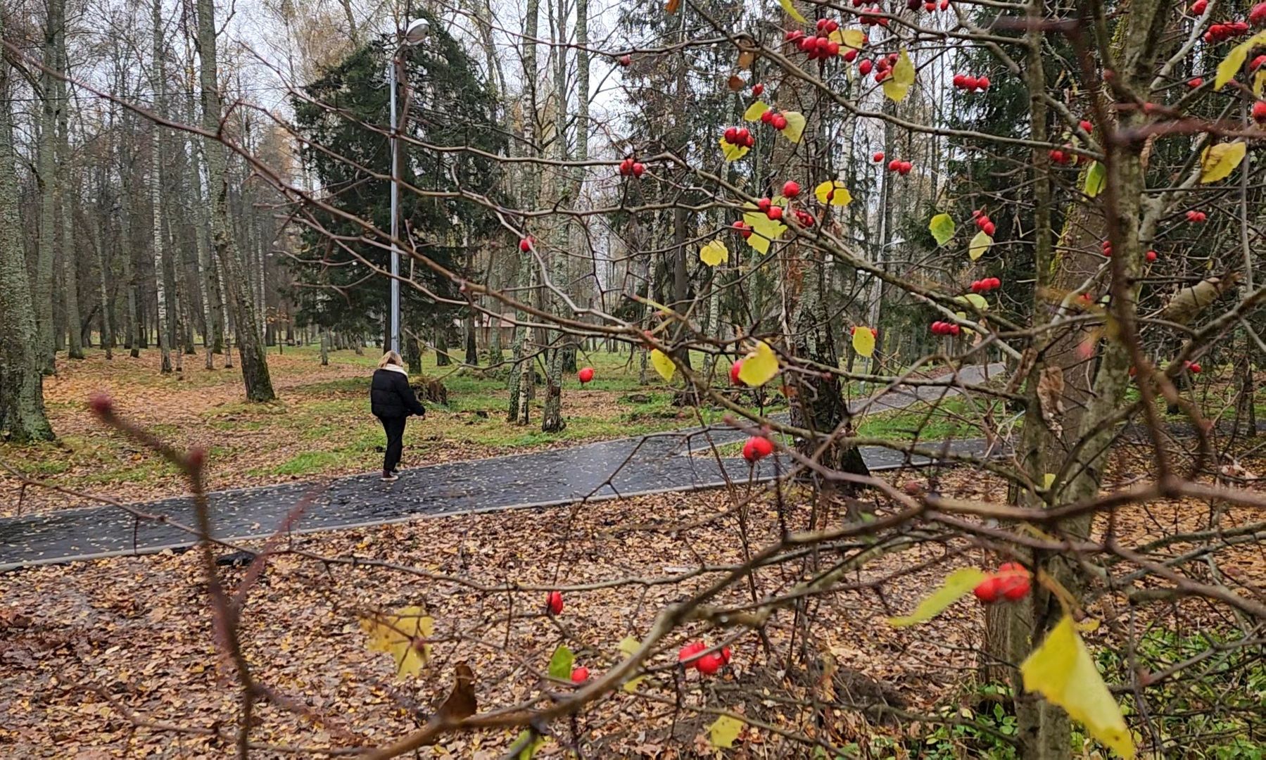 клин, высоковск, березовый парк , асфальт, благоустройство,