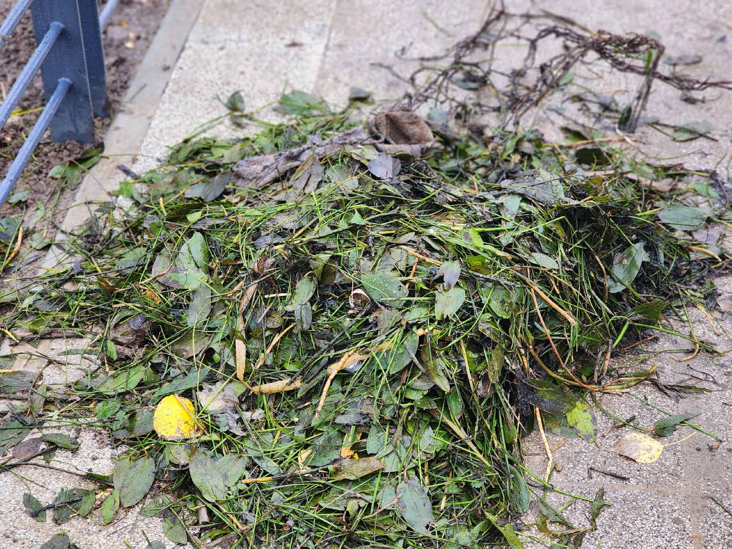 пушкино, травинское озеро, травинская набережная, пушкинский городской округ, комфортная среда, команда губернатора, парк,место , место отдыха,