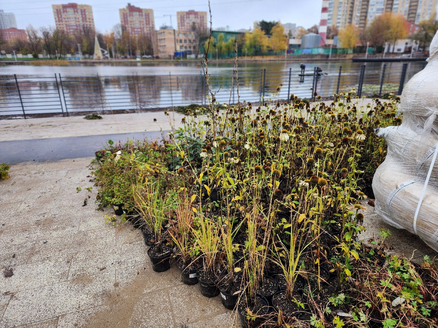 пушкино, травинское озеро, травинская набережная, пушкинский городской округ, комфортная среда, команда губернатора, парк,место , место отдыха,
