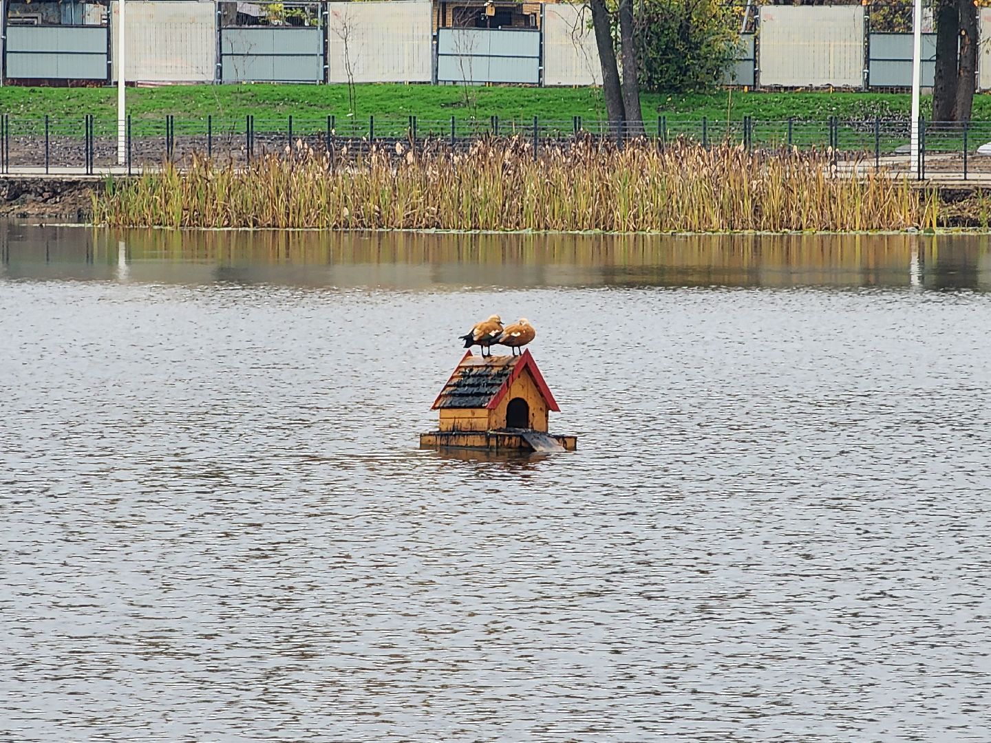 пушкино, травинское озеро, травинская набережная, пушкинский городской округ, комфортная среда, команда губернатора, парк,место , место отдыха,