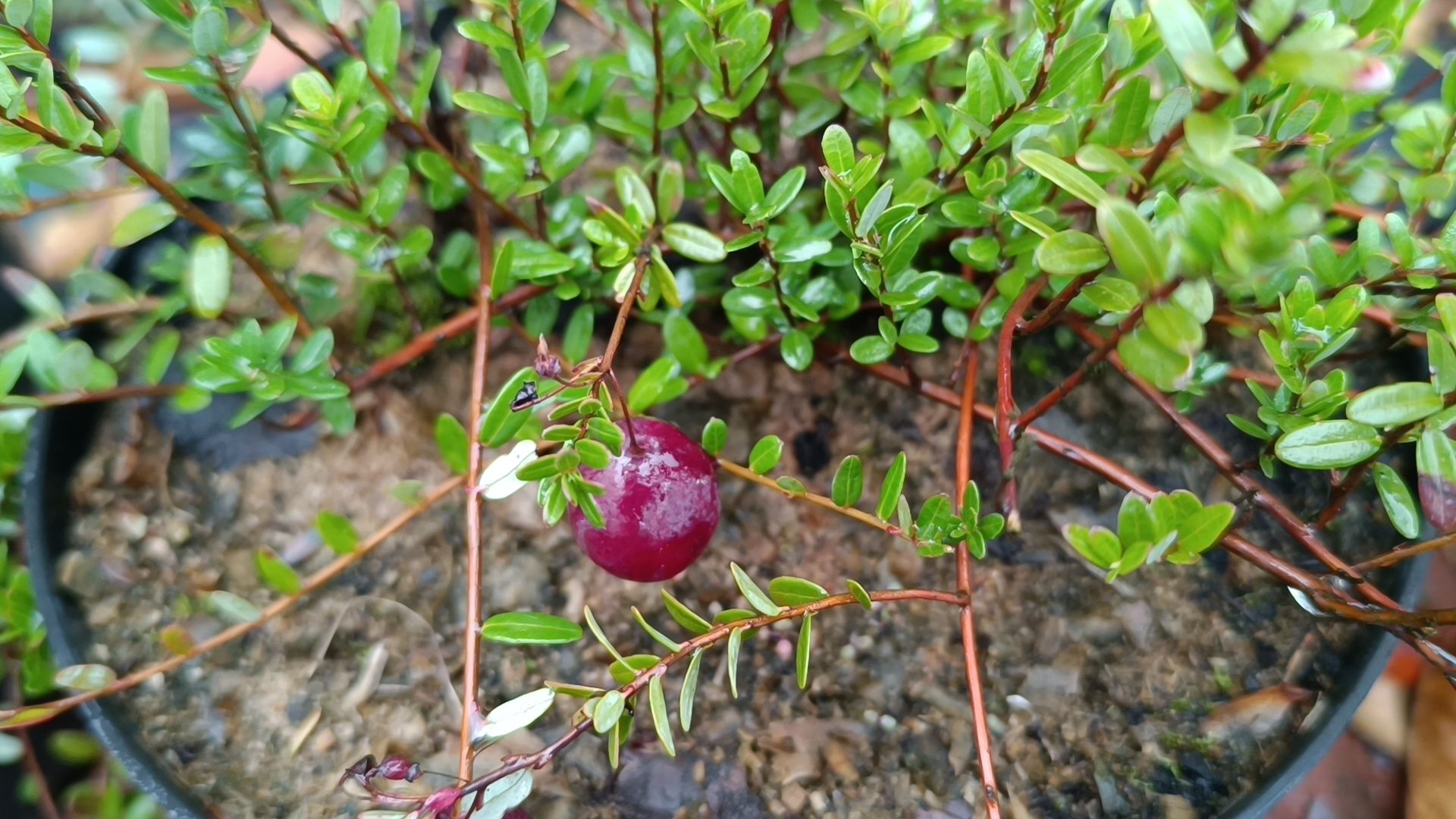 растения, питомник, лобня,