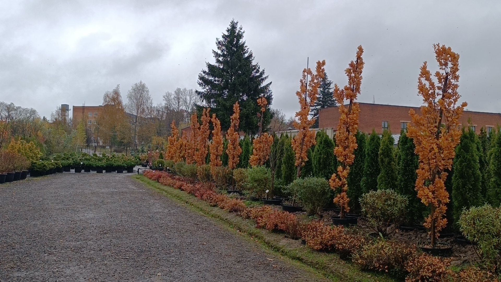 растения, питомник, лобня,