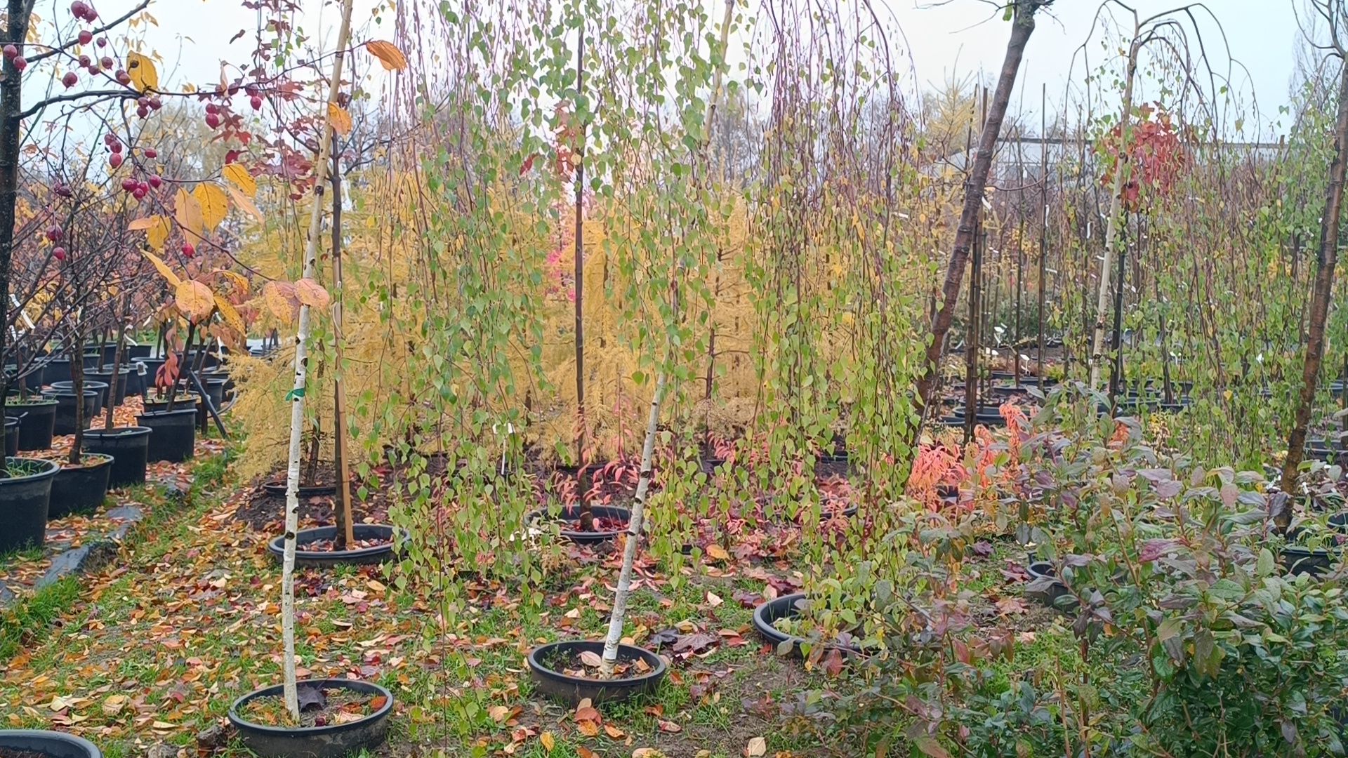 растения, питомник, лобня,